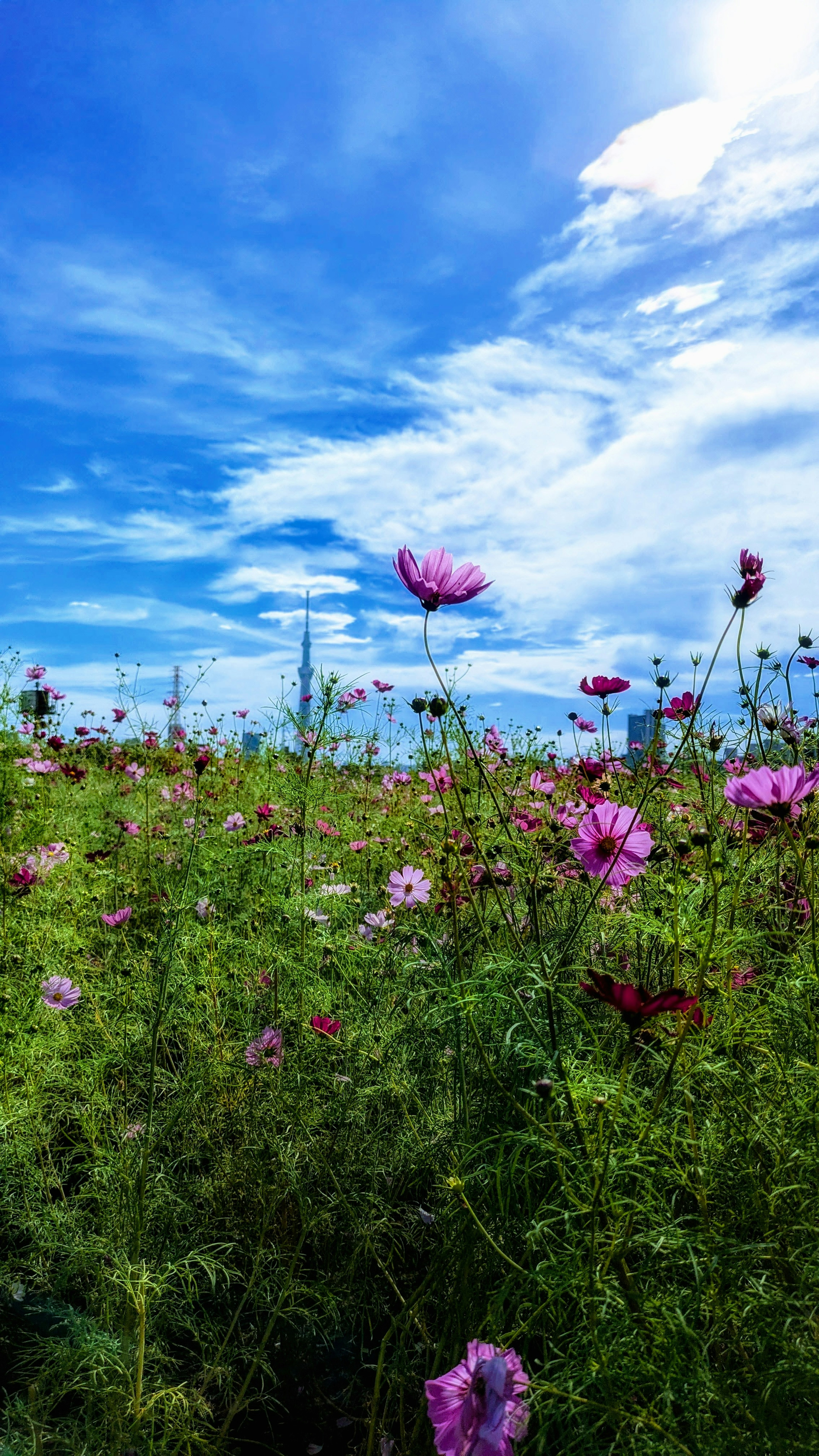 Un campo de flores de cosmos rosa bajo un cielo azul con nubes blancas