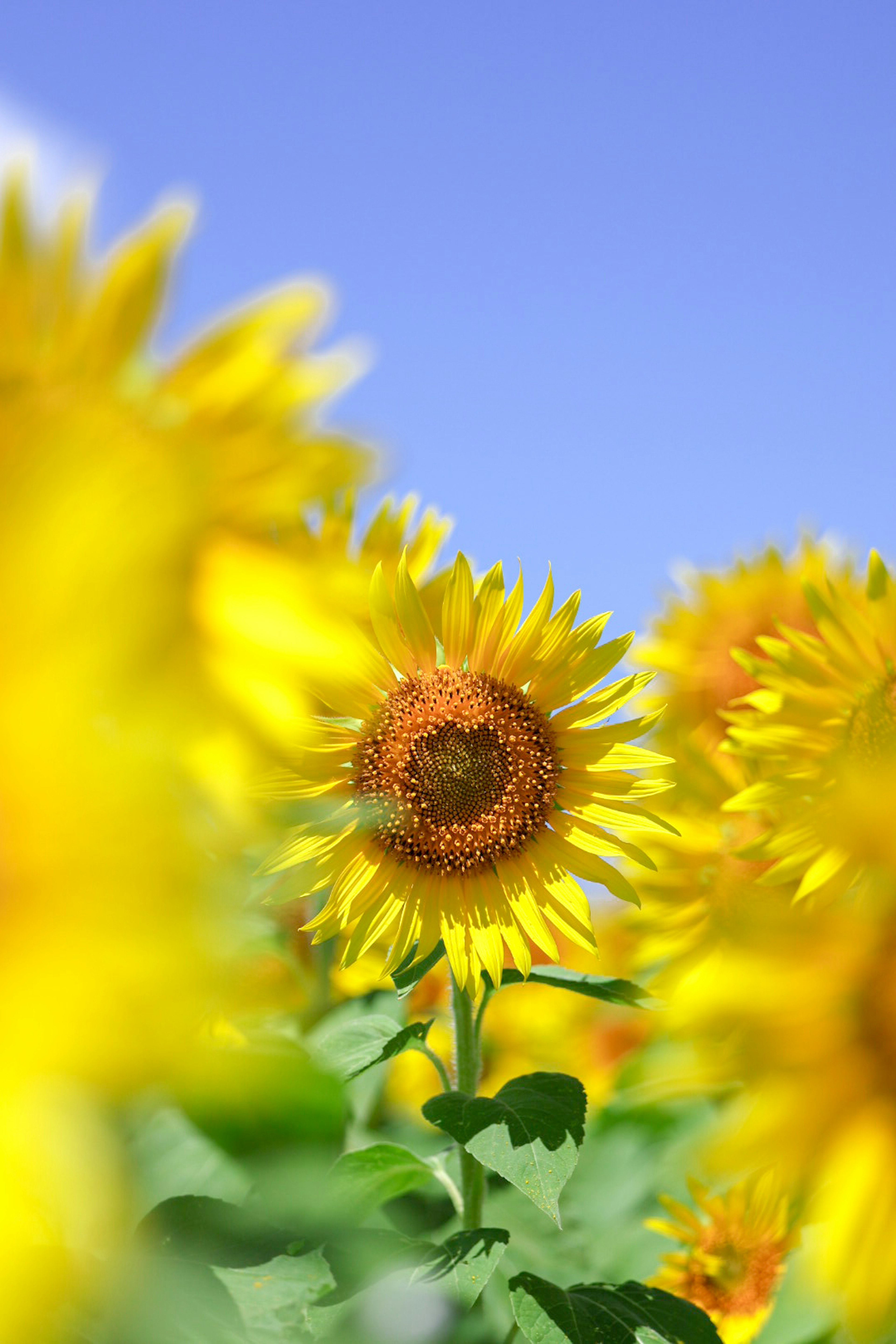 青空の下に咲くひまわりの花畑の美しい景色