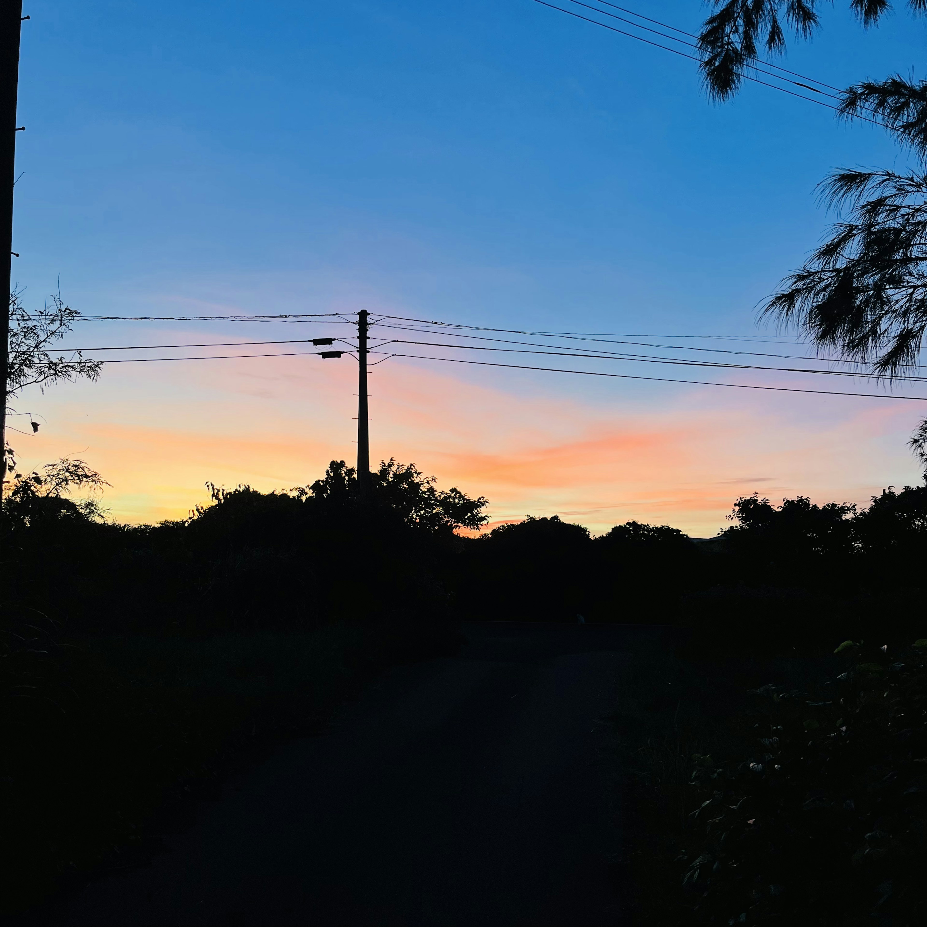 Siluet pohon di latar belakang langit senja yang berwarna-warni