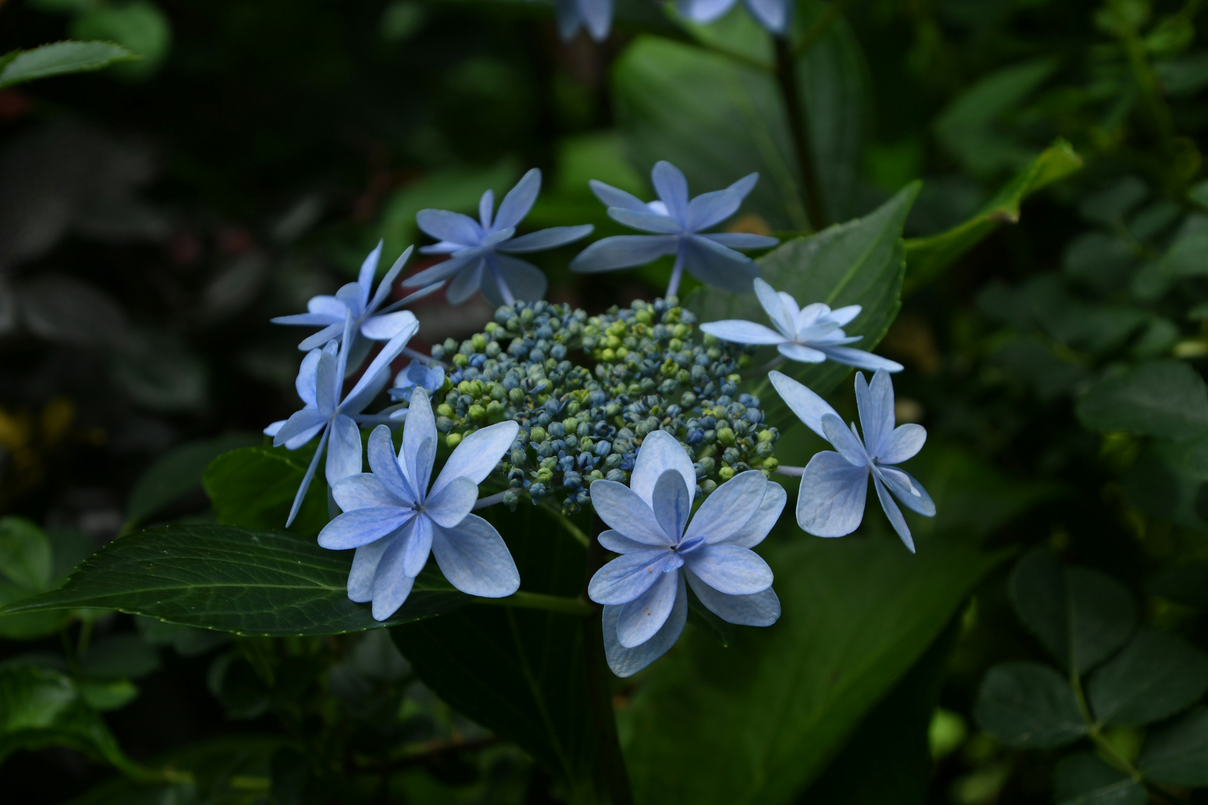 蓝色绣球花的特写