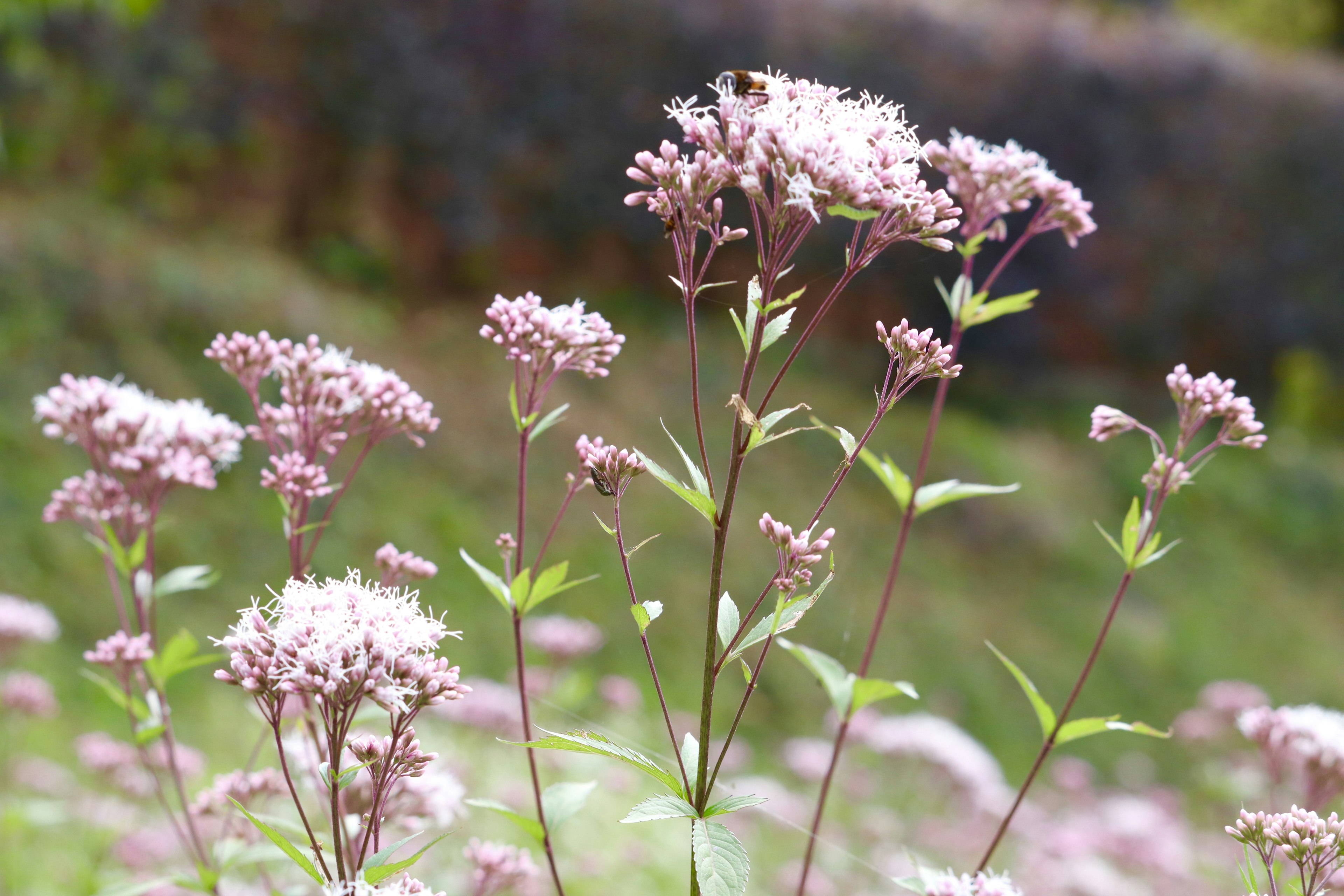 Prairie avec des grappes de fleurs violettes claires