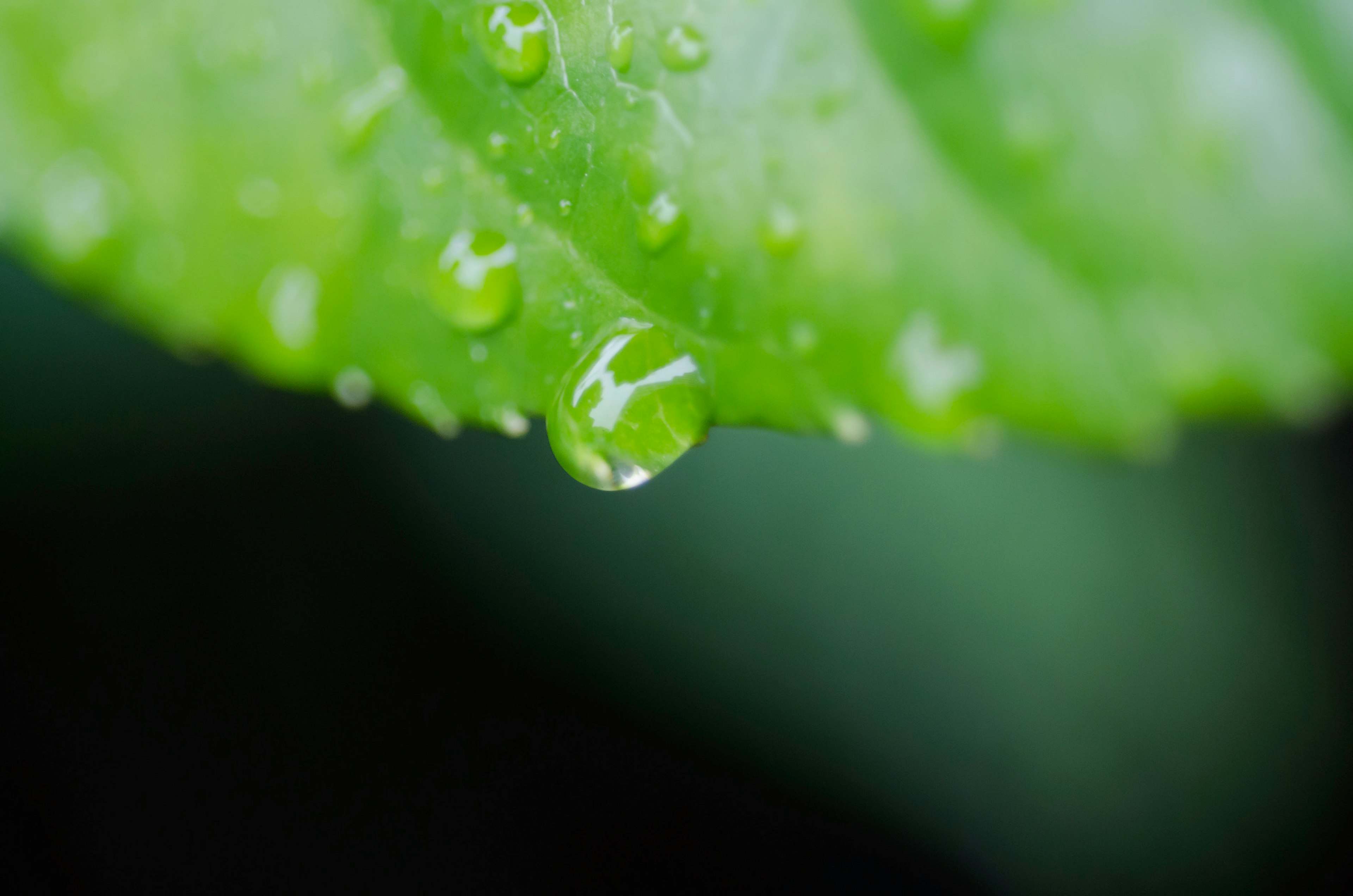 Close-up of a green leaf with dew drops glistening