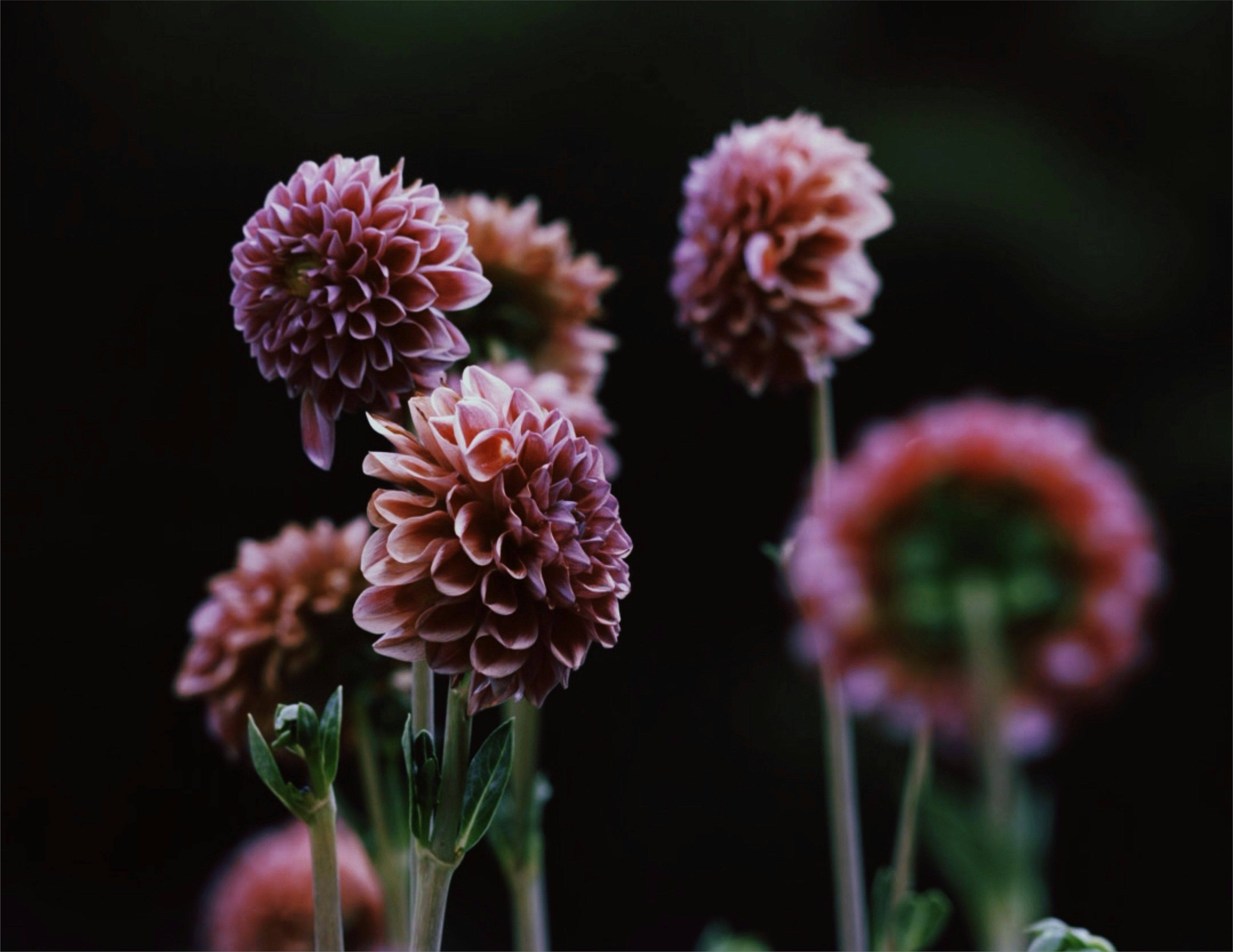 Cluster von rosa Dahlienblüten mit zarten Blütenblättern