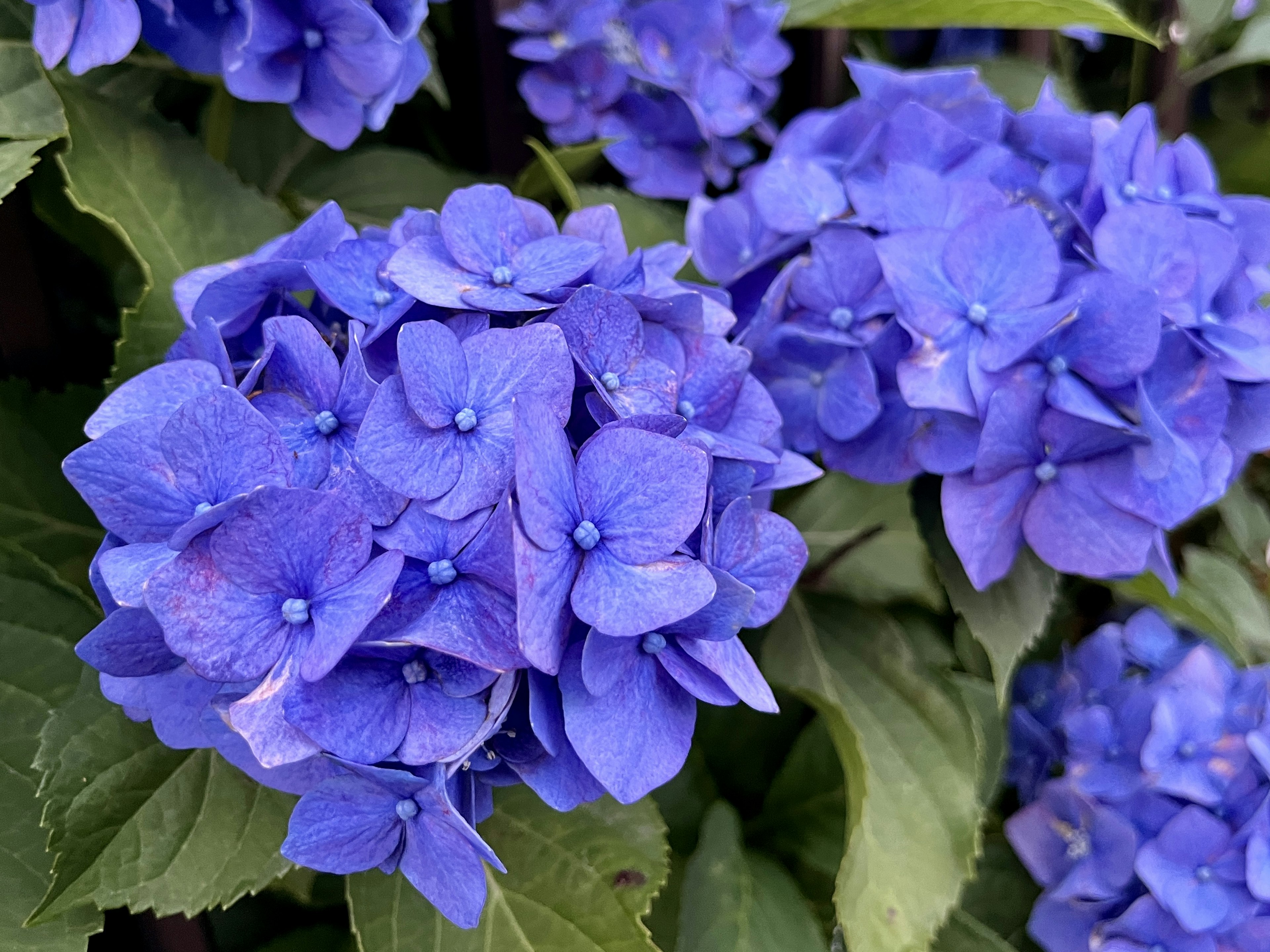 Vibrant blue hydrangea flowers blooming abundantly