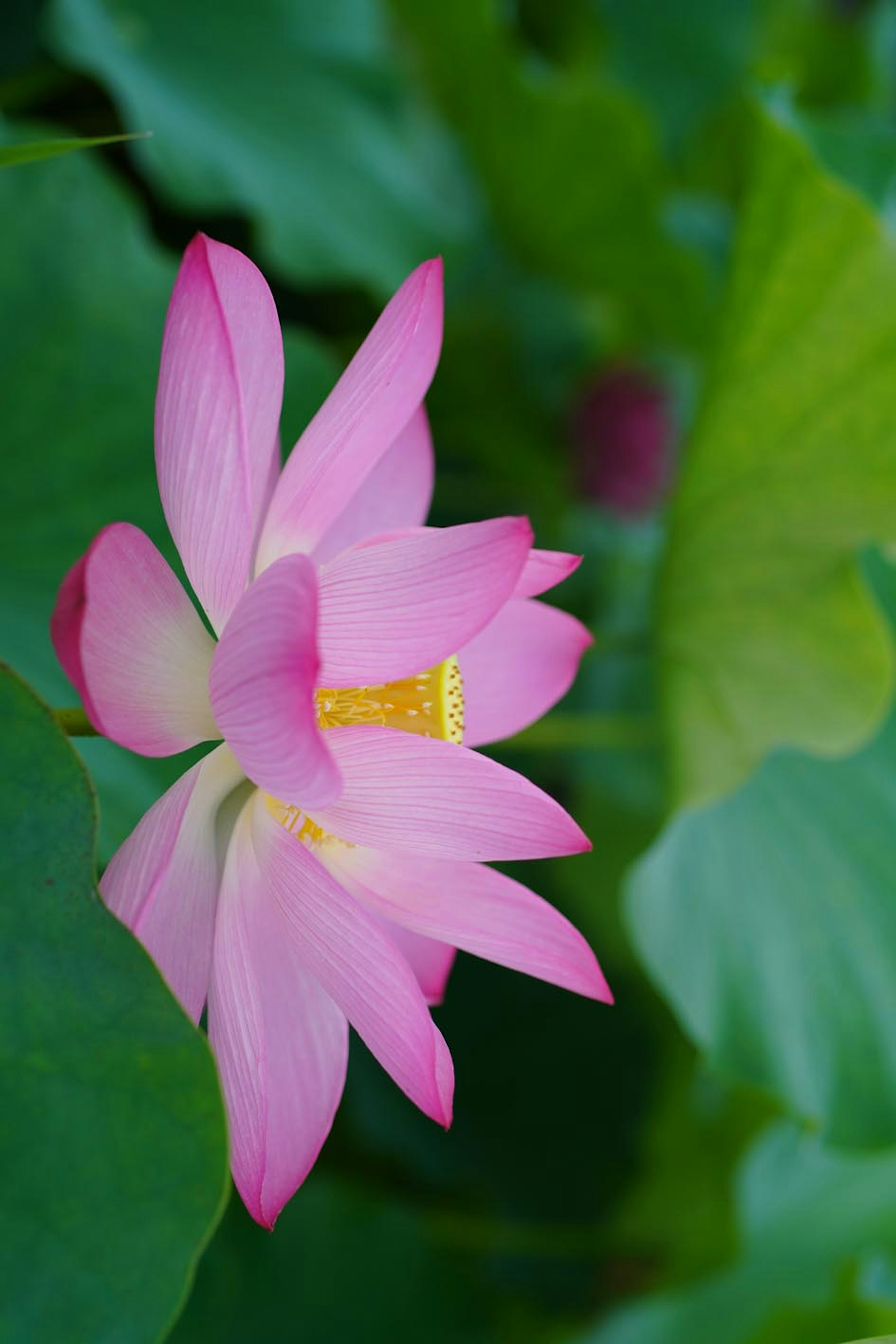 一朵美麗的粉紅色蓮花在綠色葉子中綻放