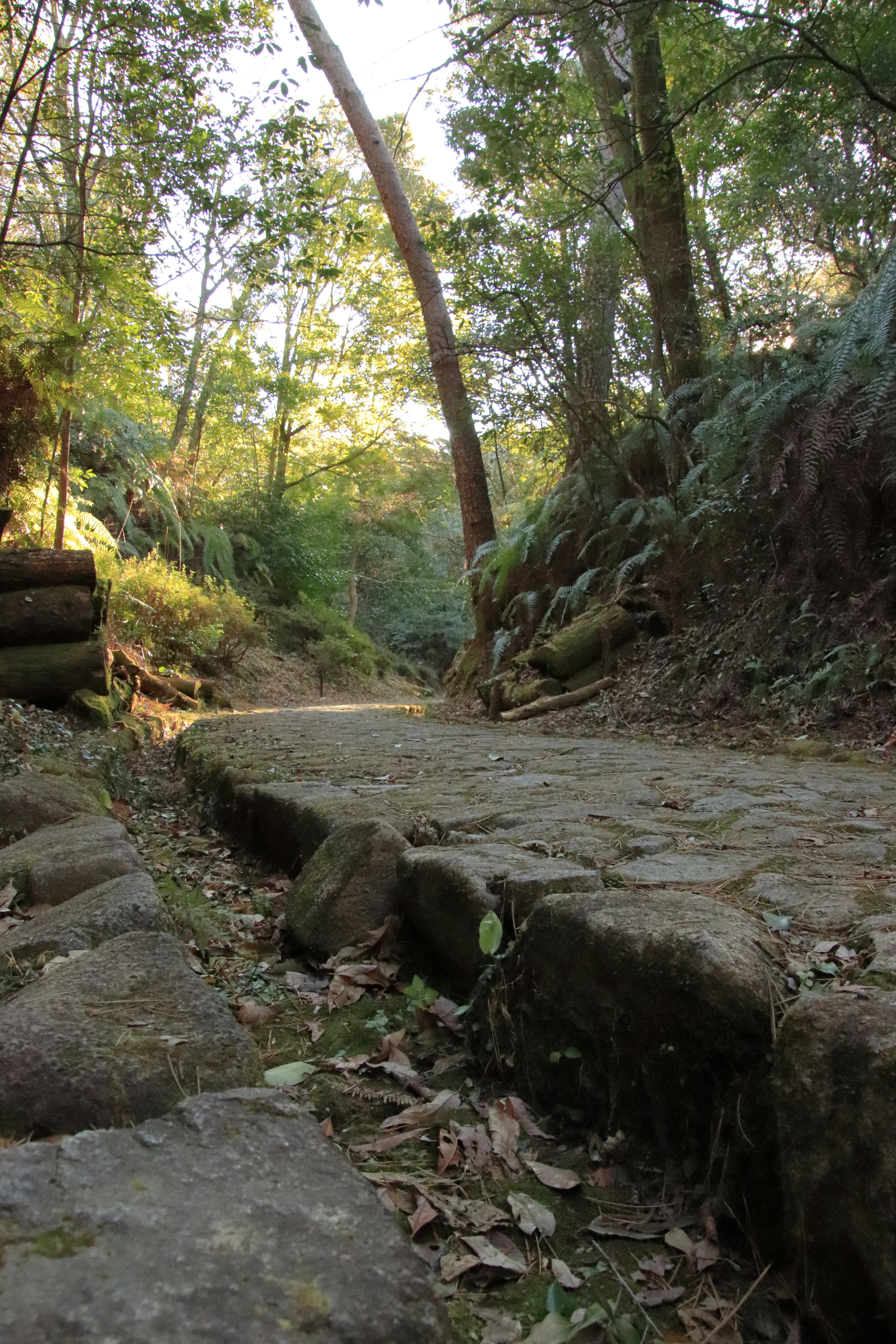 Stone path through a lush green forest with sunlight filtering in