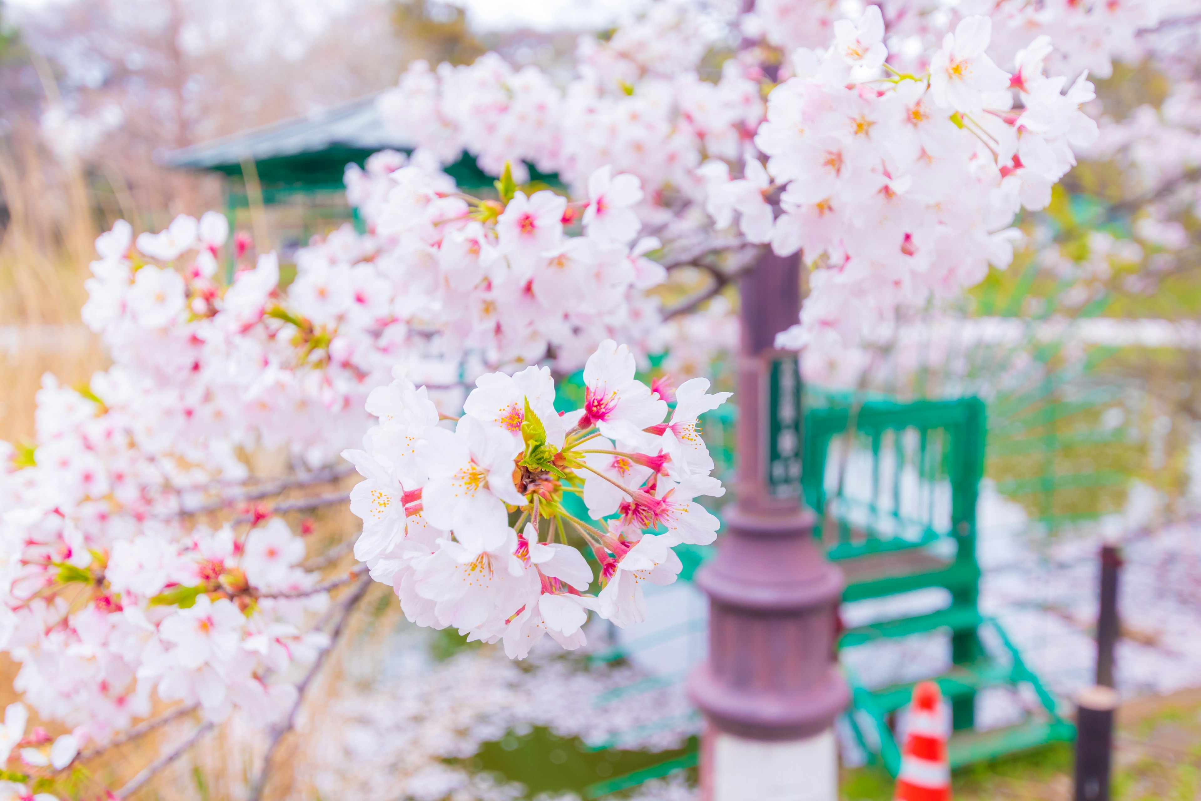 Kirschblüten in voller Blüte mit einer Parkbank und einer Straßenlaterne im Hintergrund