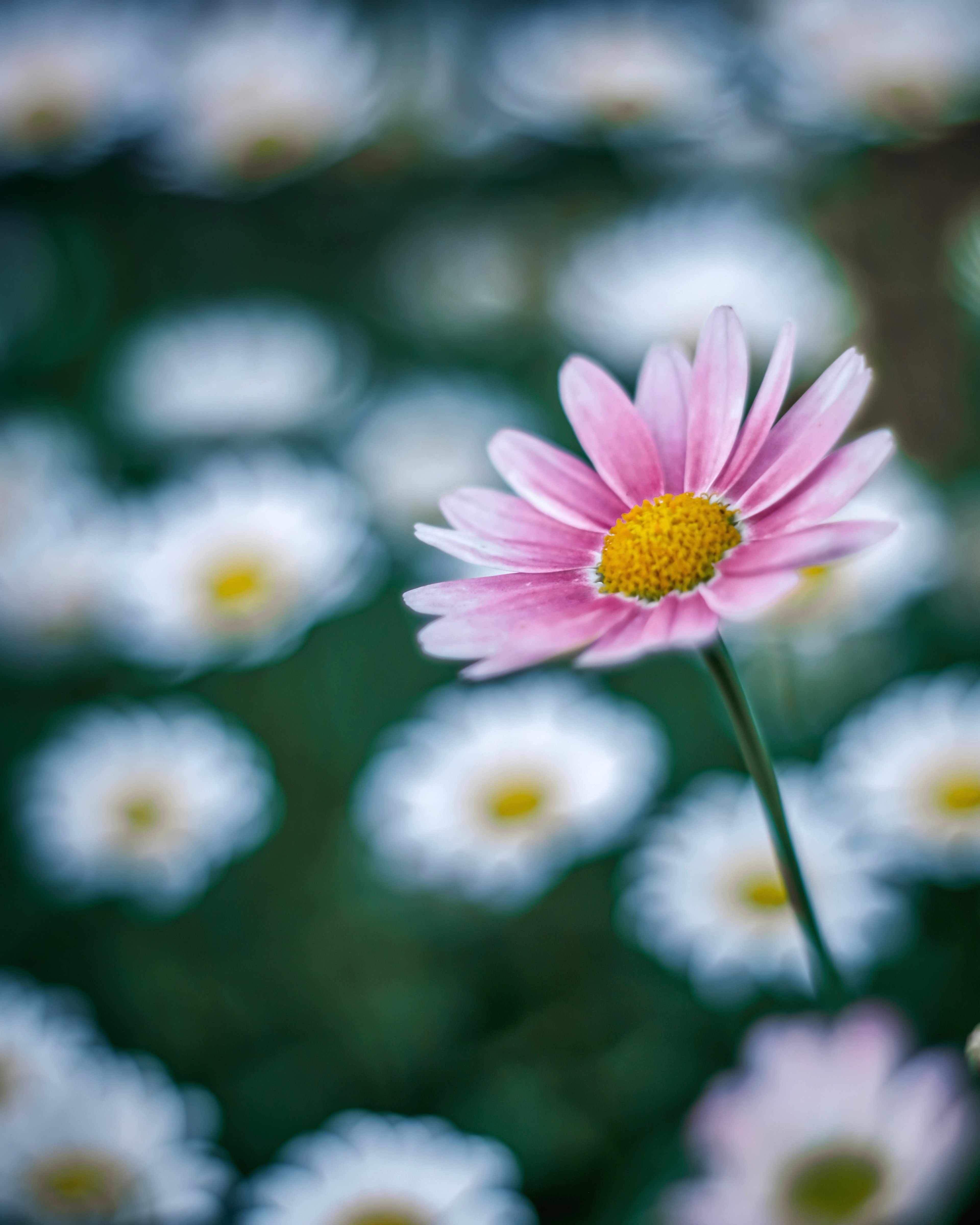 A pink flower in the foreground with white flowers in the background