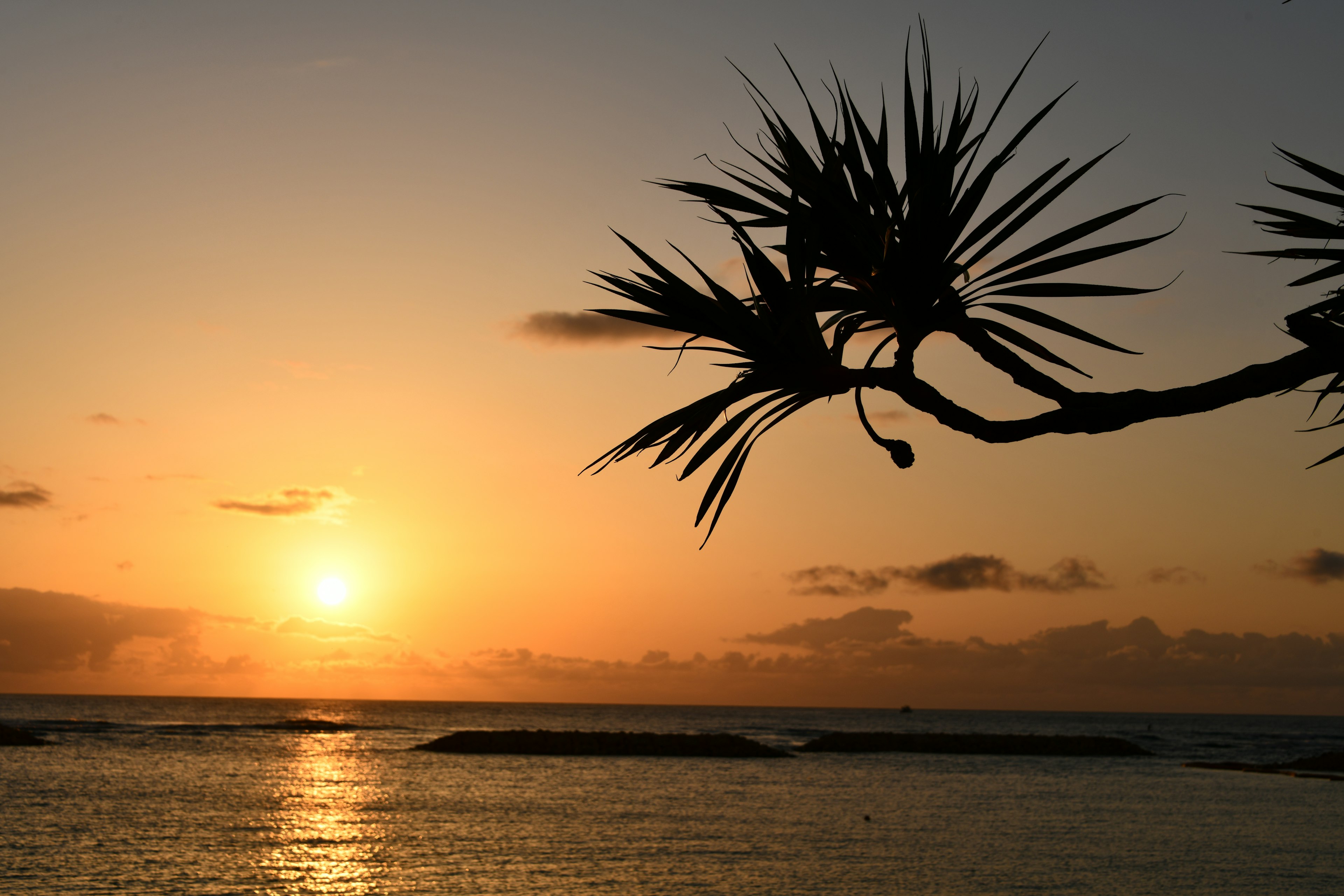 夕日が海に沈む景色とヤシの木のシルエット