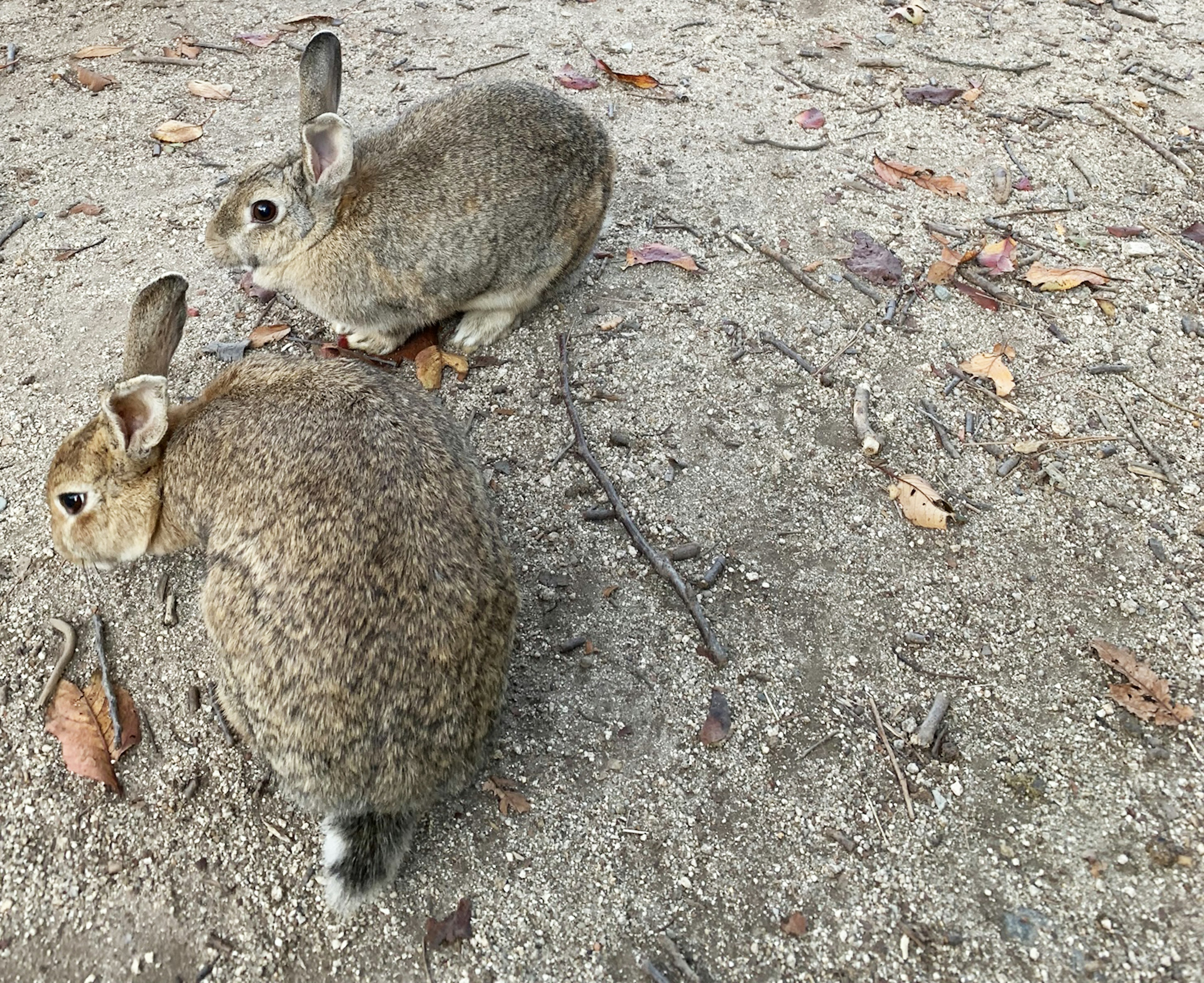 二匹のウサギが土の上にいる様子