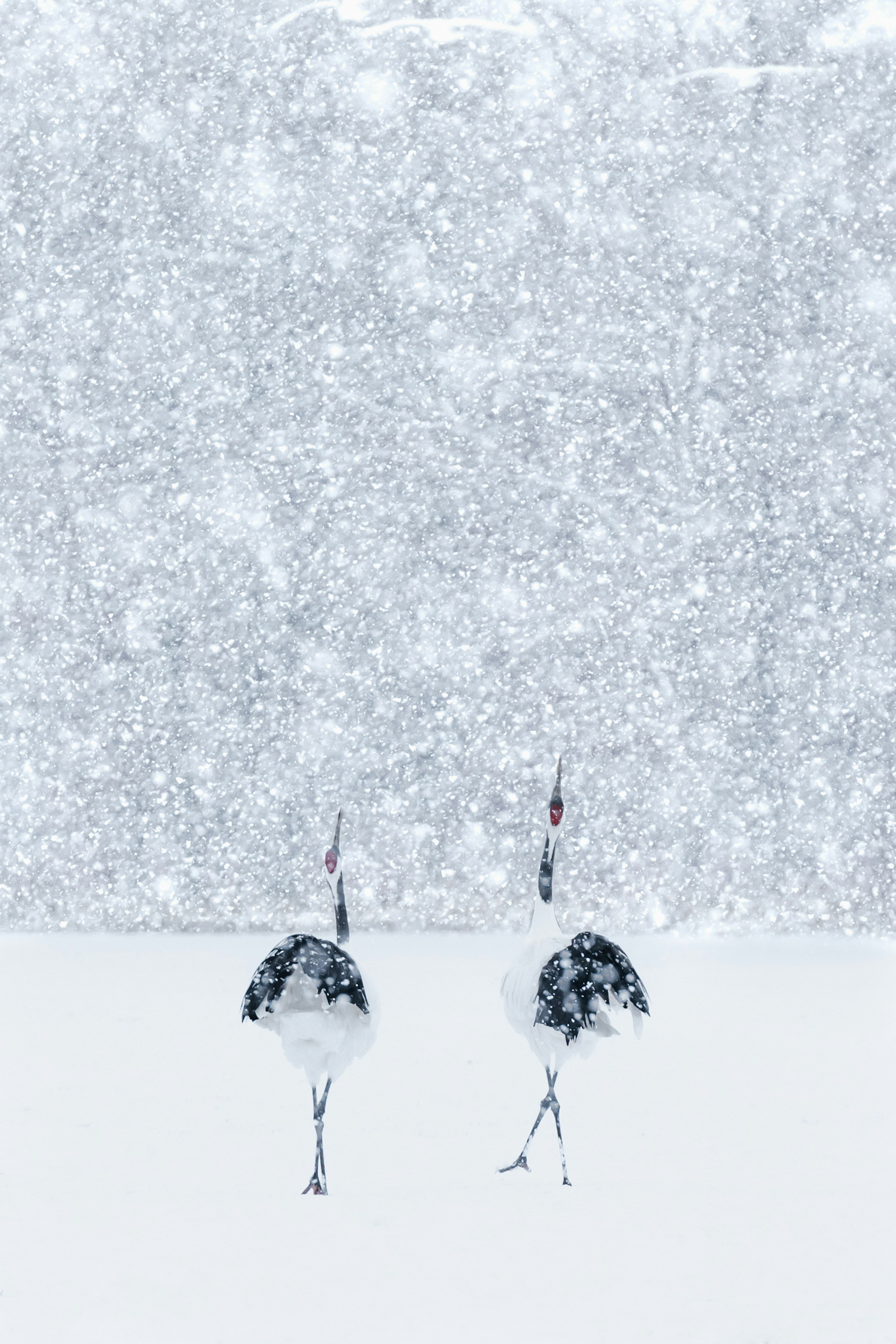 雪の中を歩く二羽の鶴の静かな風景