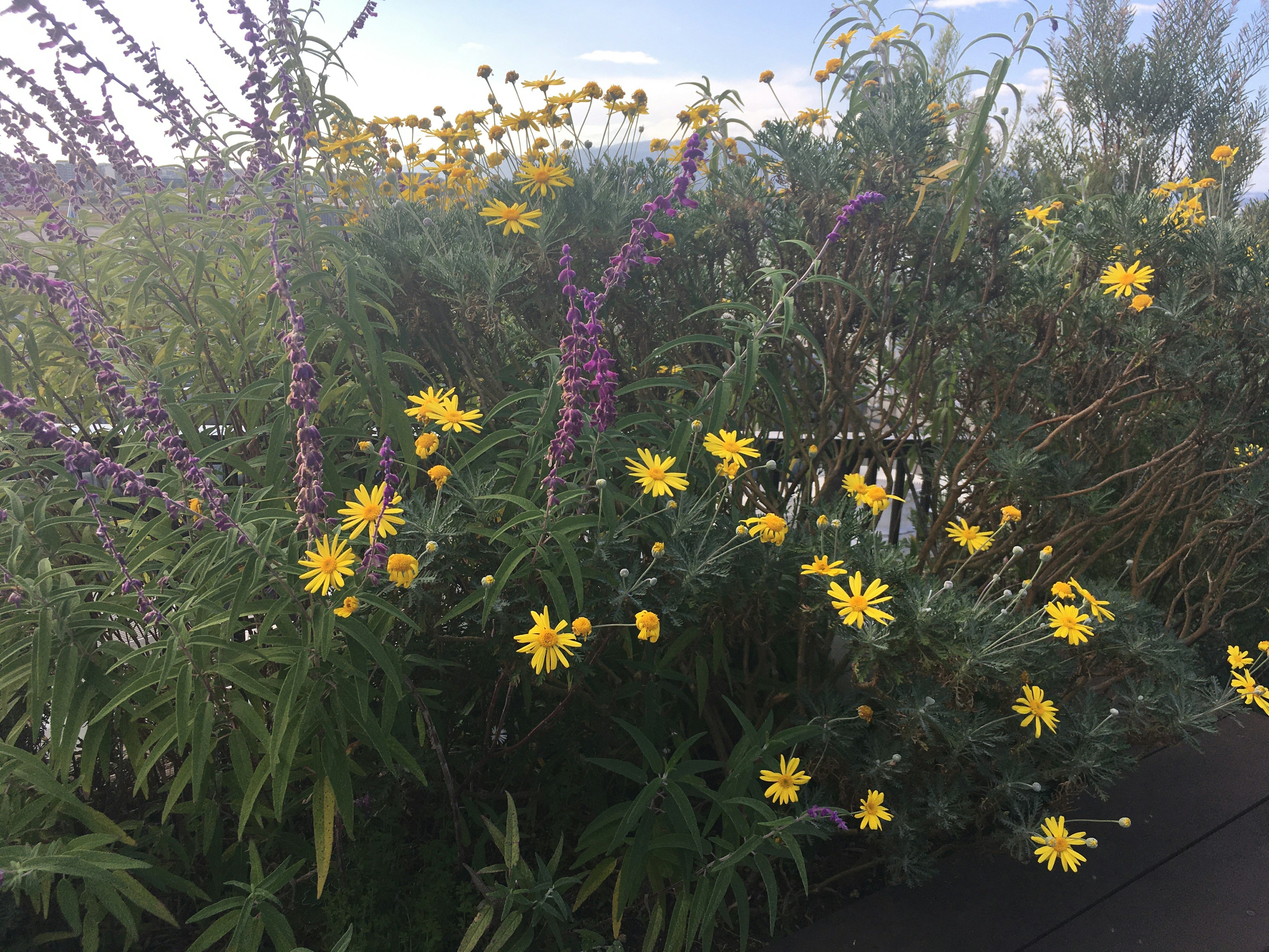 Fiori colorati che sbocciano in un'abbondante disposizione di piante verdi