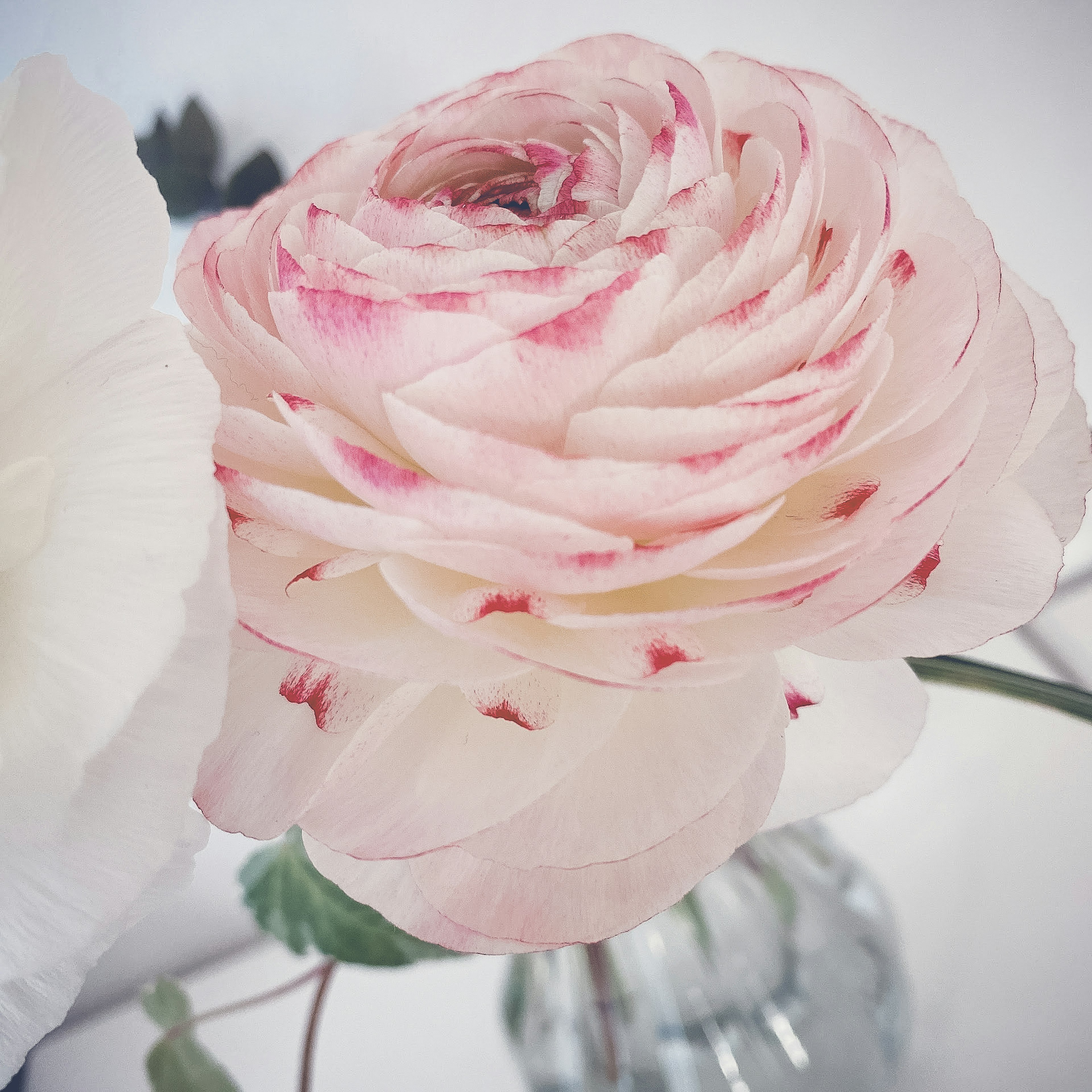 A pale pink ranunculus flower stands out against a white background