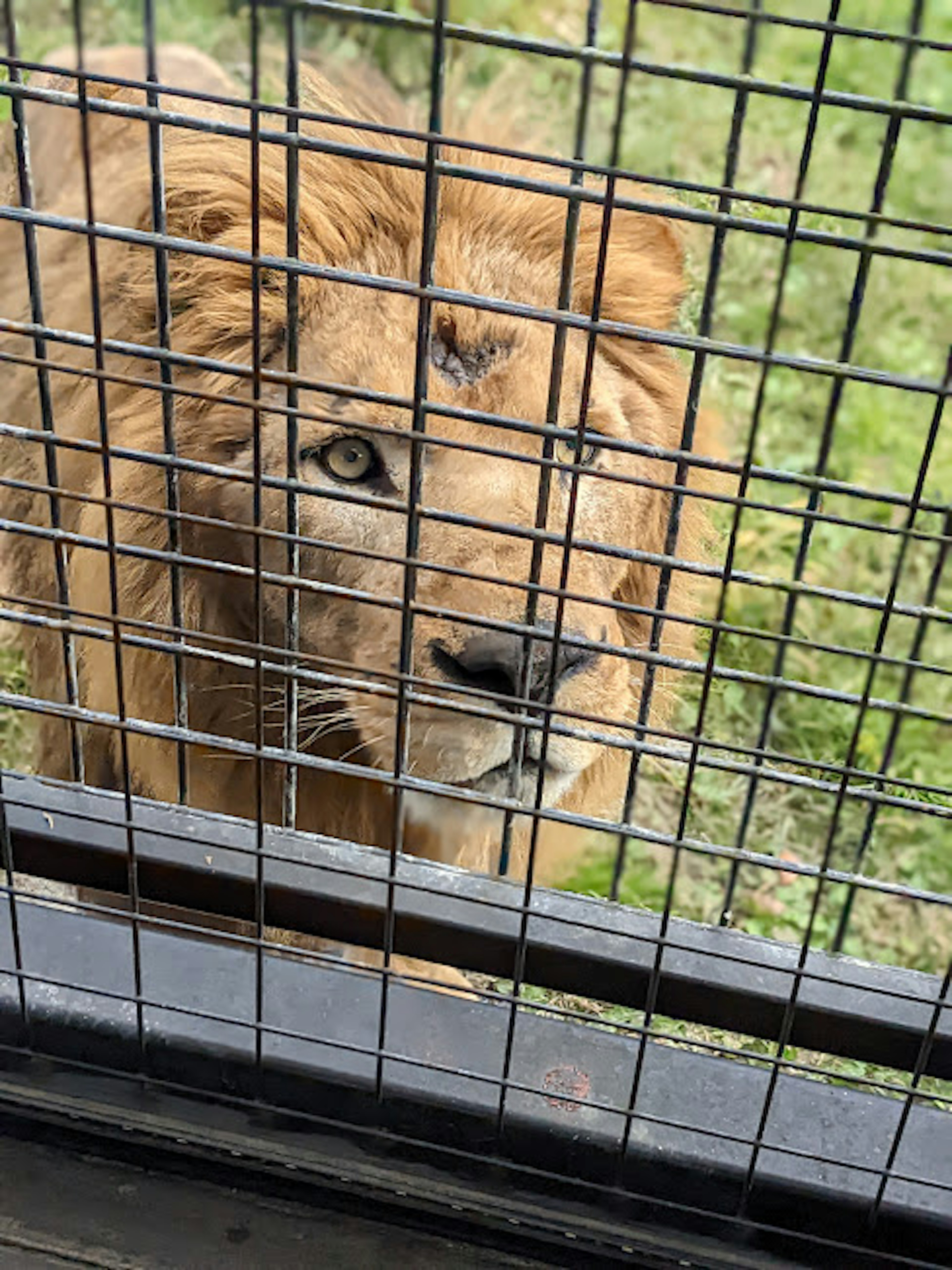 Close-up of a lion looking through a fence with distinctive eyes