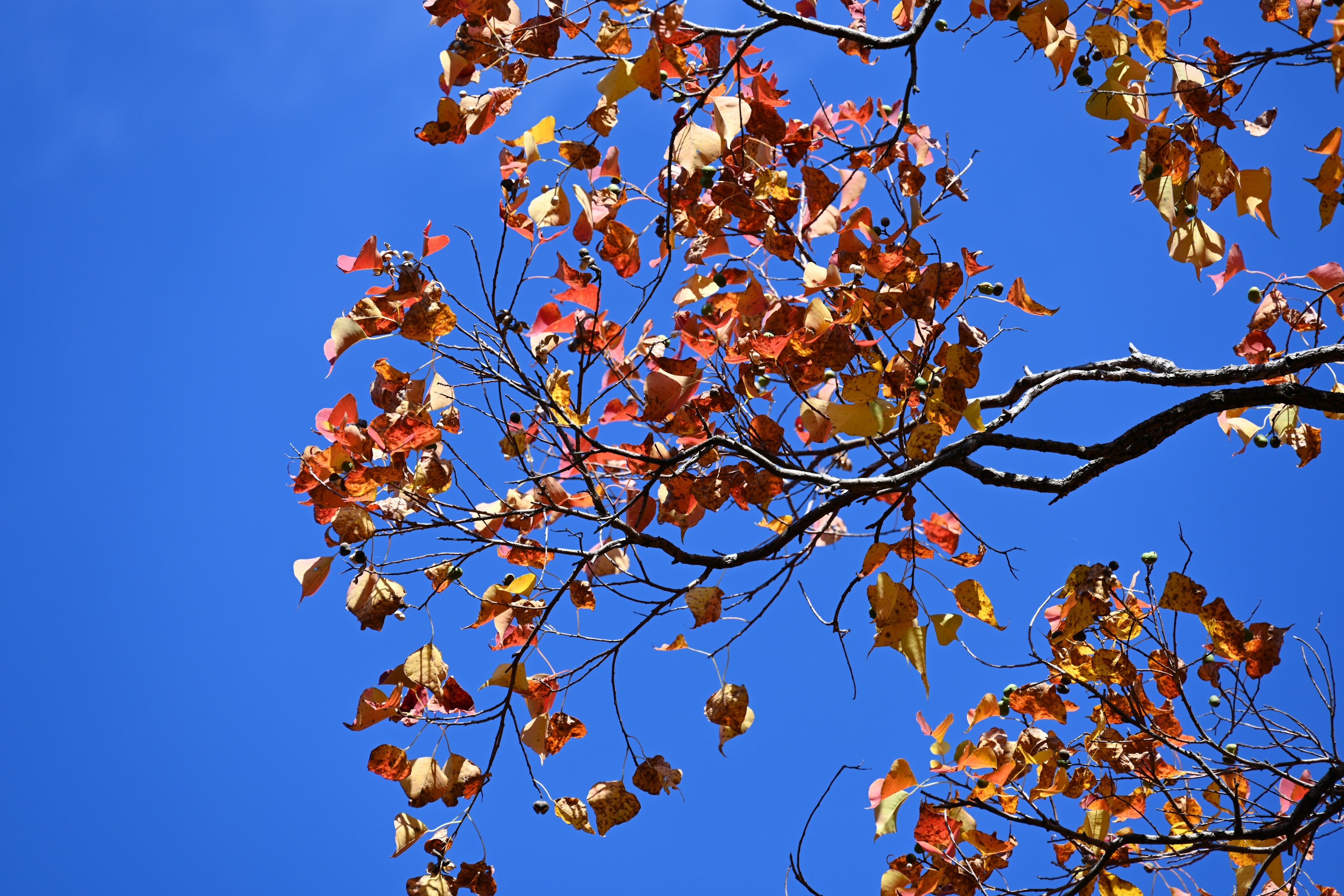 Nahaufnahme von Herbstblättern an Ästen vor einem blauen Himmel