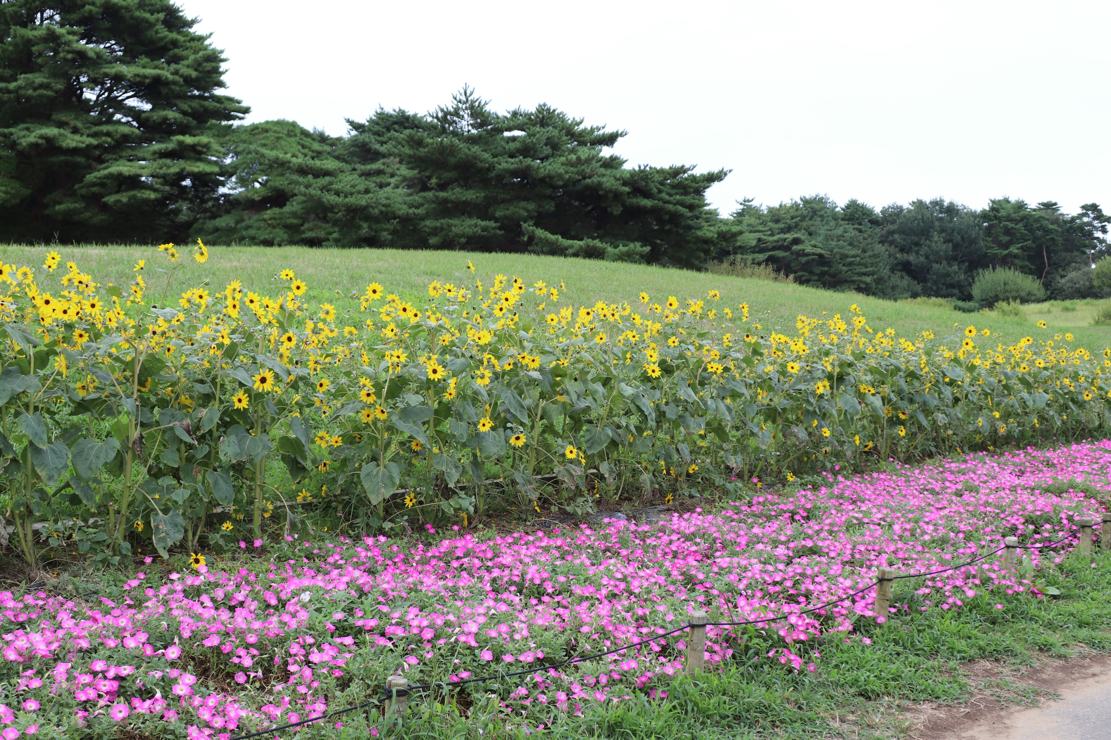 Pemandangan indah dengan bunga matahari dan bunga pink