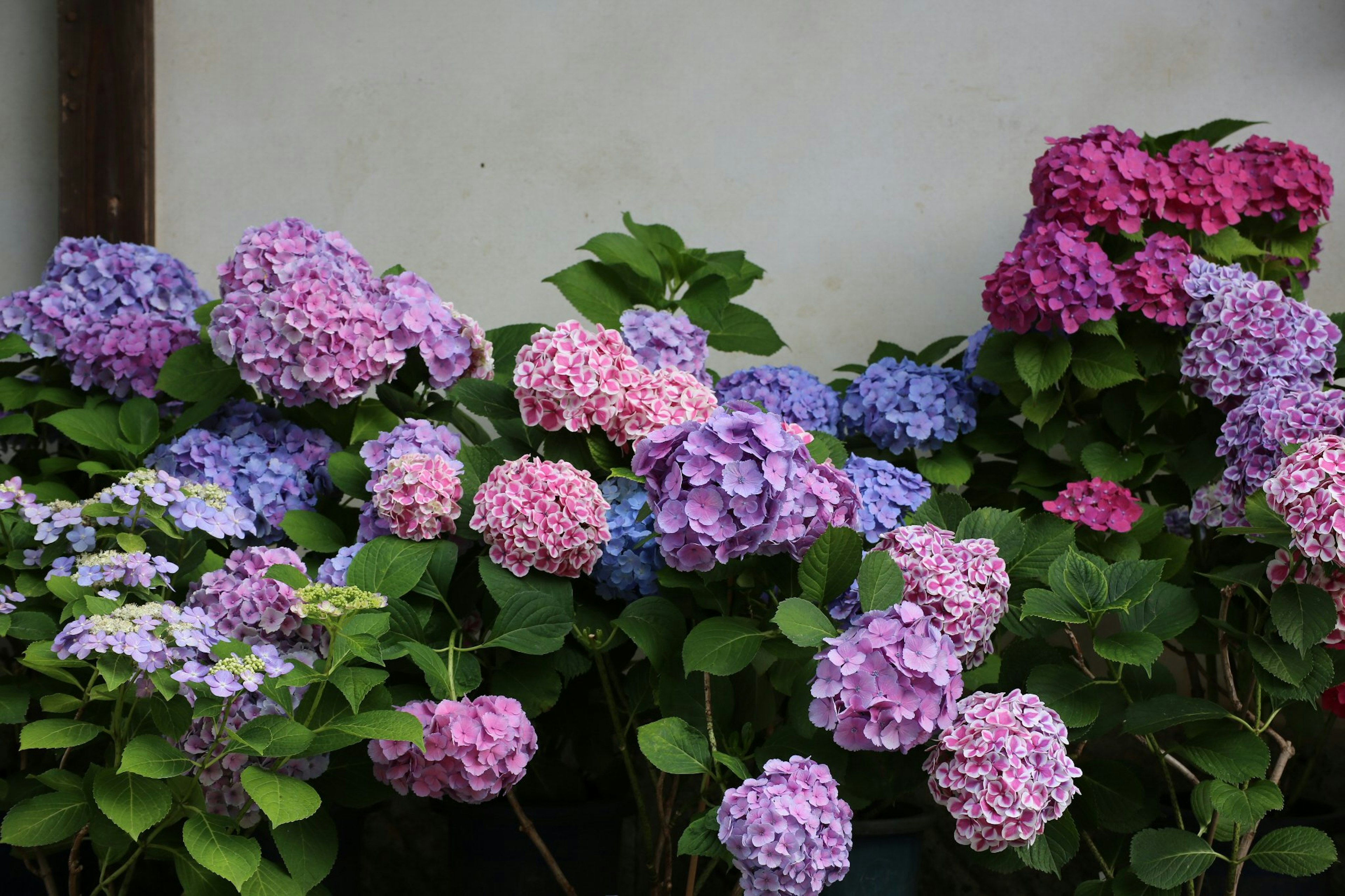 Hortensias coloridas floreciendo en un jardín