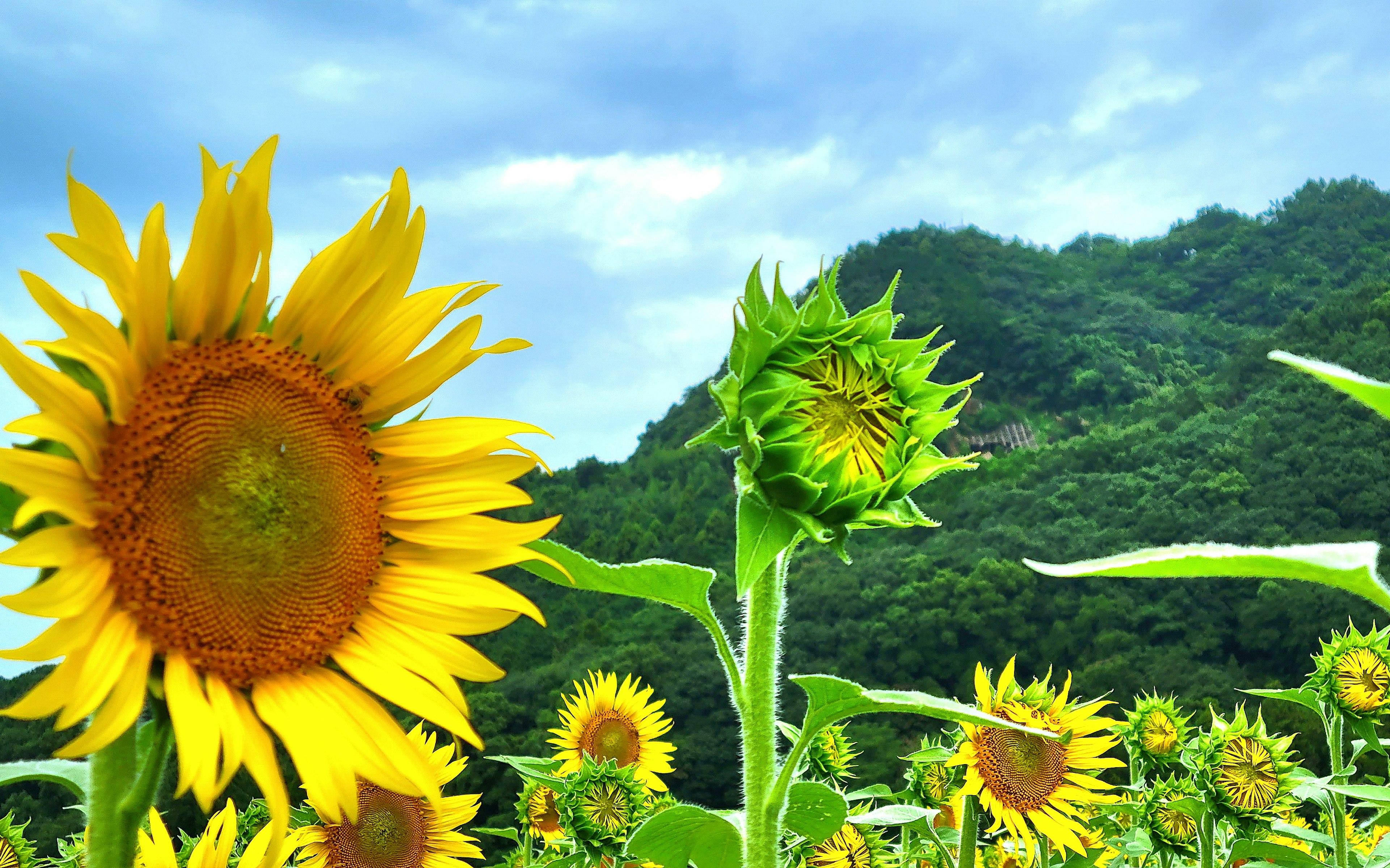 Champs de tournesols sous un ciel bleu avec des collines vertes