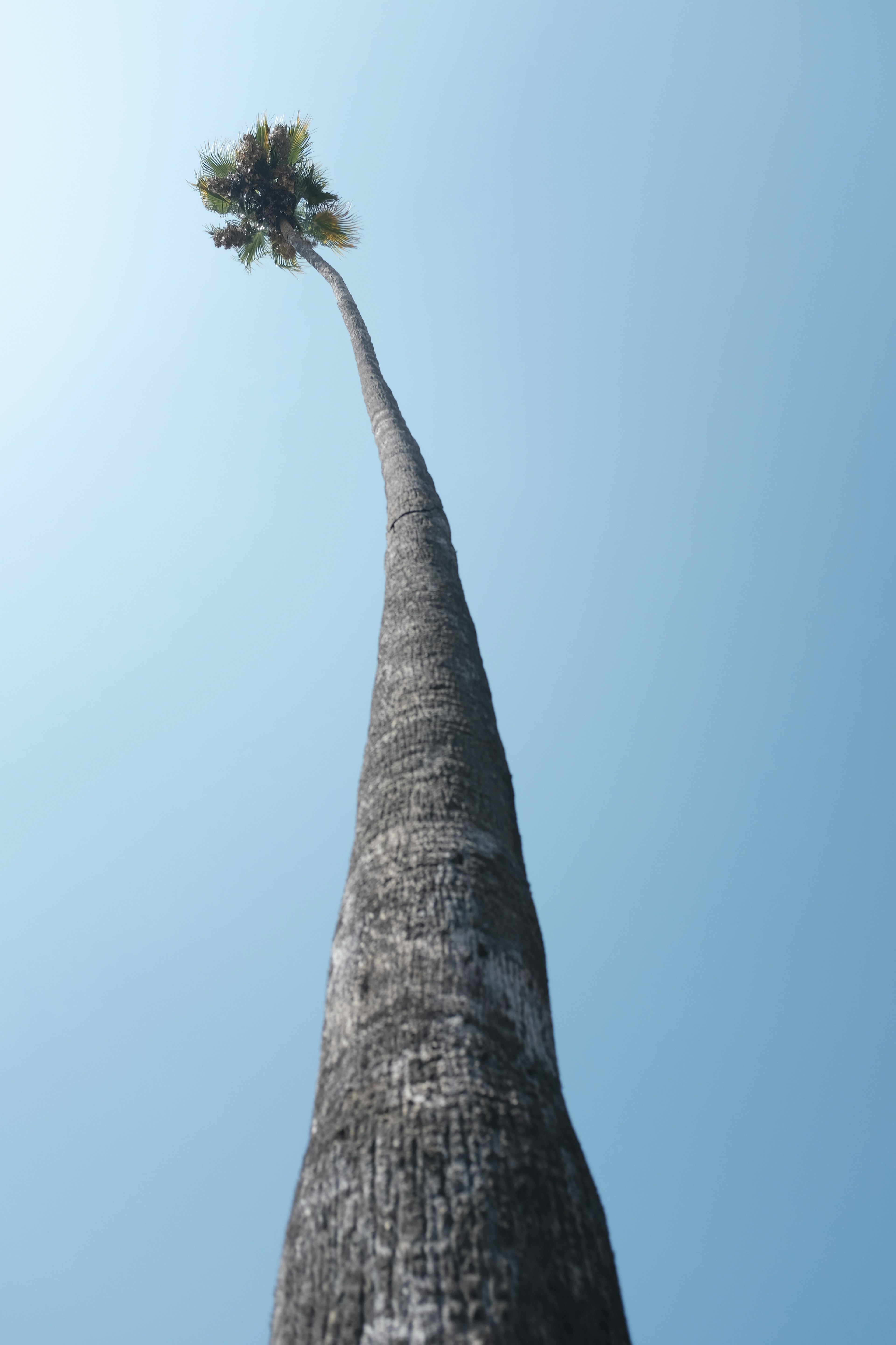 Tall palm tree reaching towards the blue sky