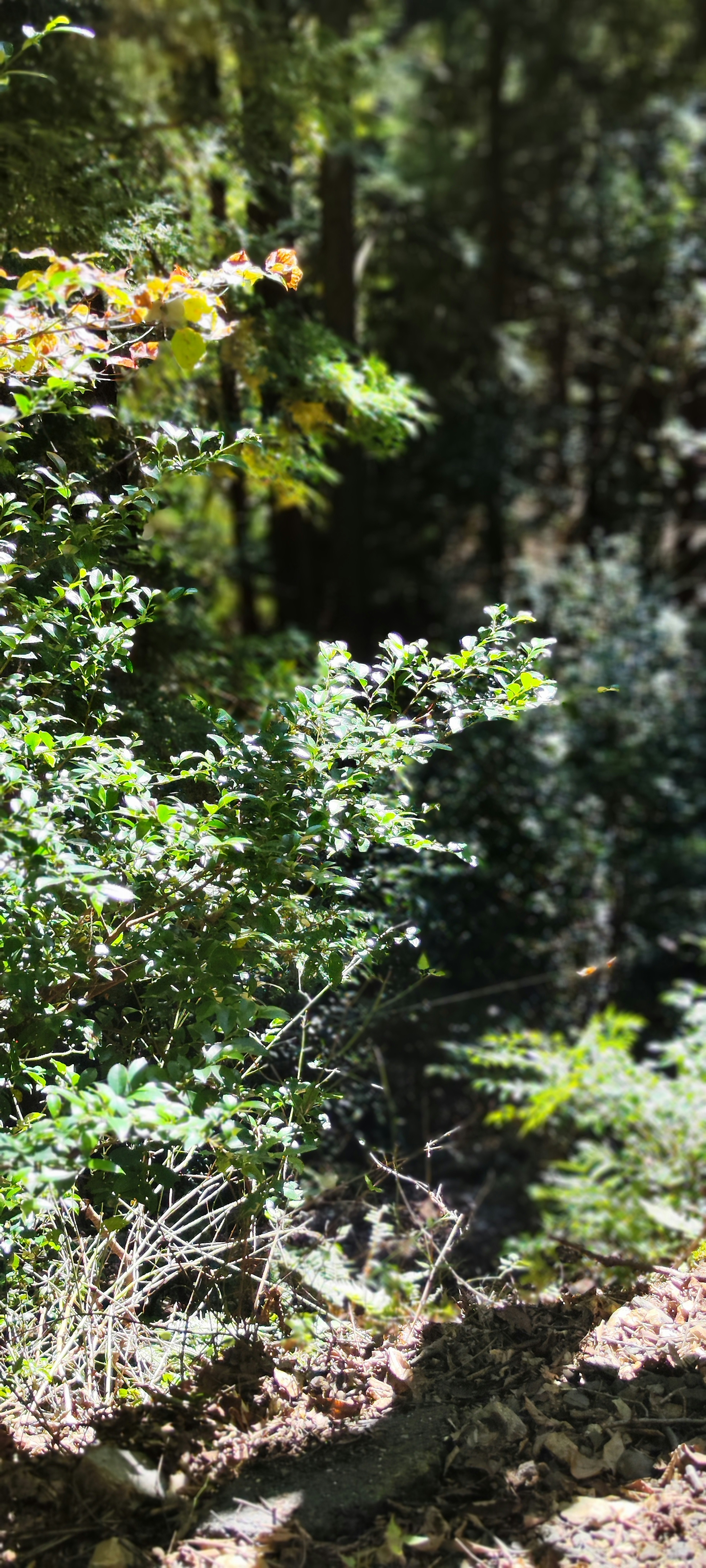 Lush green plants and trees in a forest setting