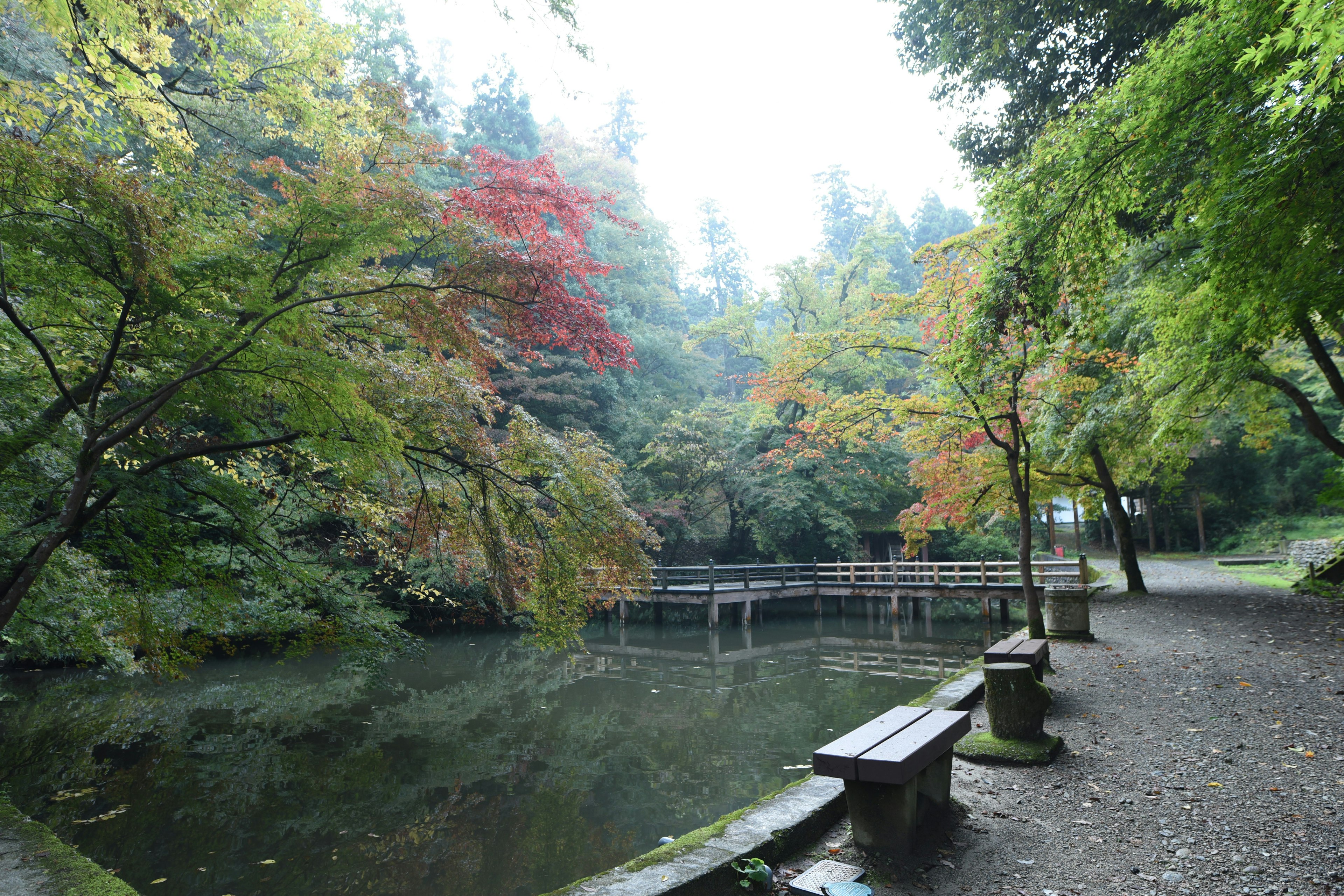 静かな公園の池と色づいた木々の風景