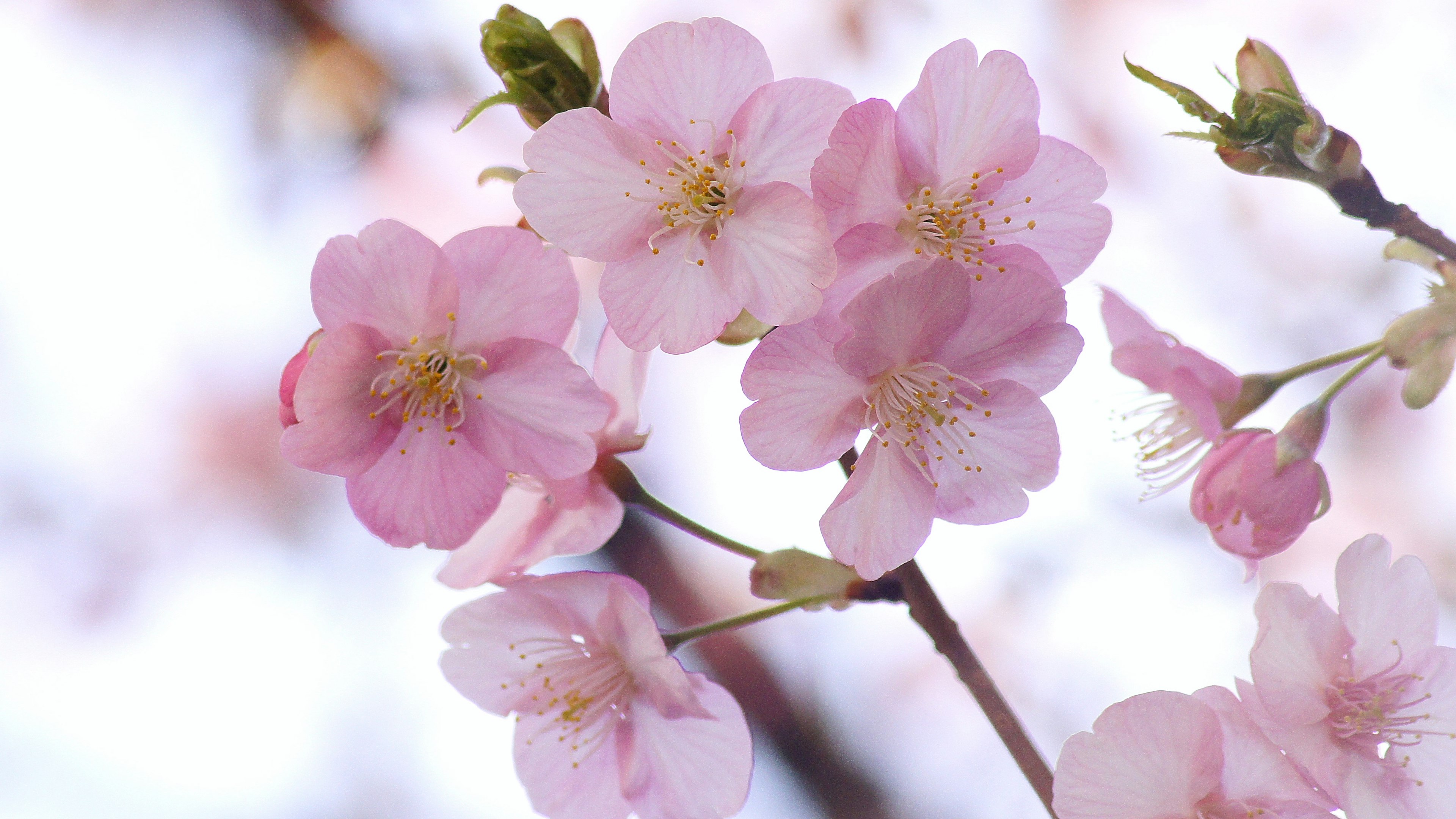 Nahaufnahme blühender Kirschblüten in sanften Rosatönen