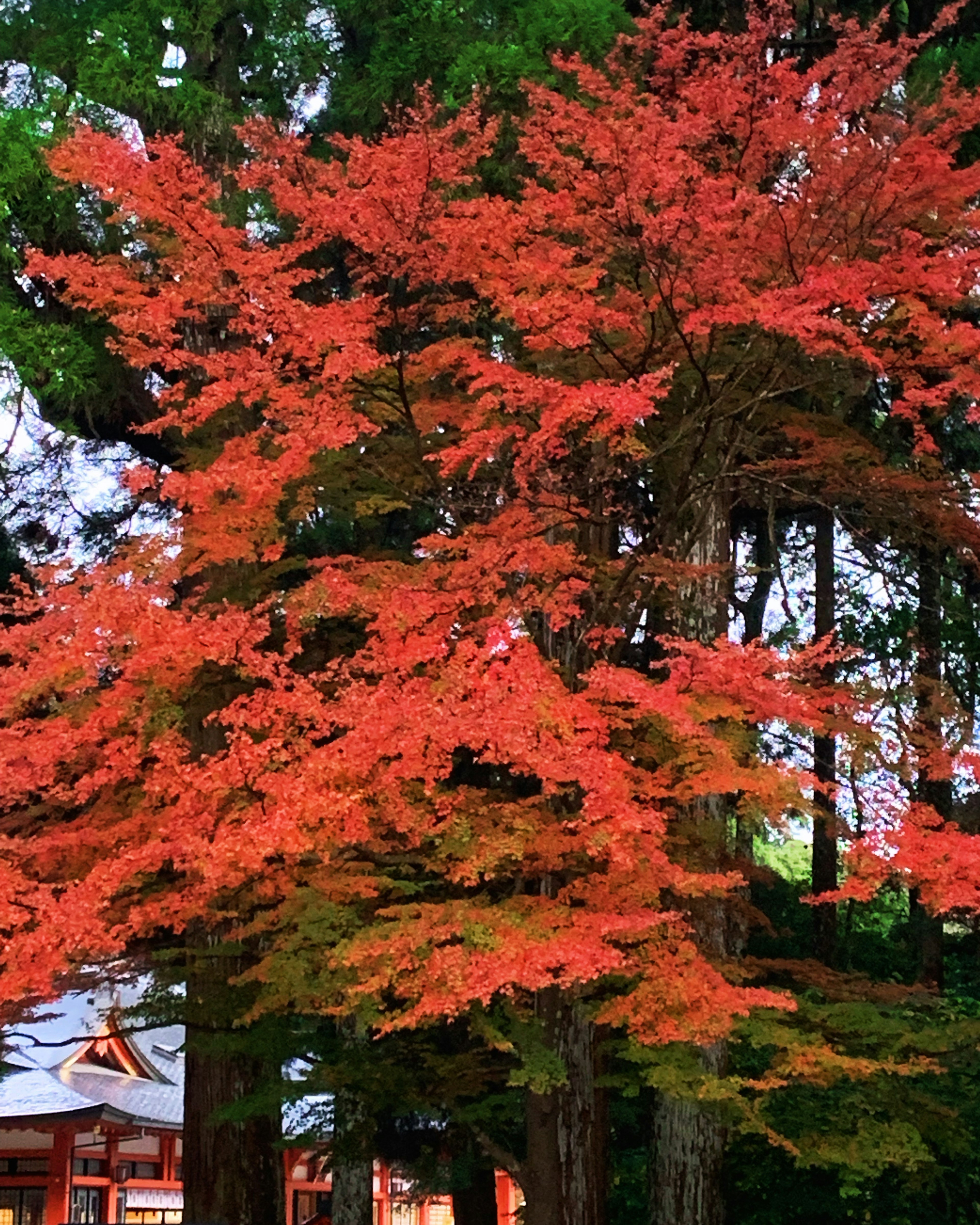 鮮やかな赤い葉を持つもみじの木と背景の緑