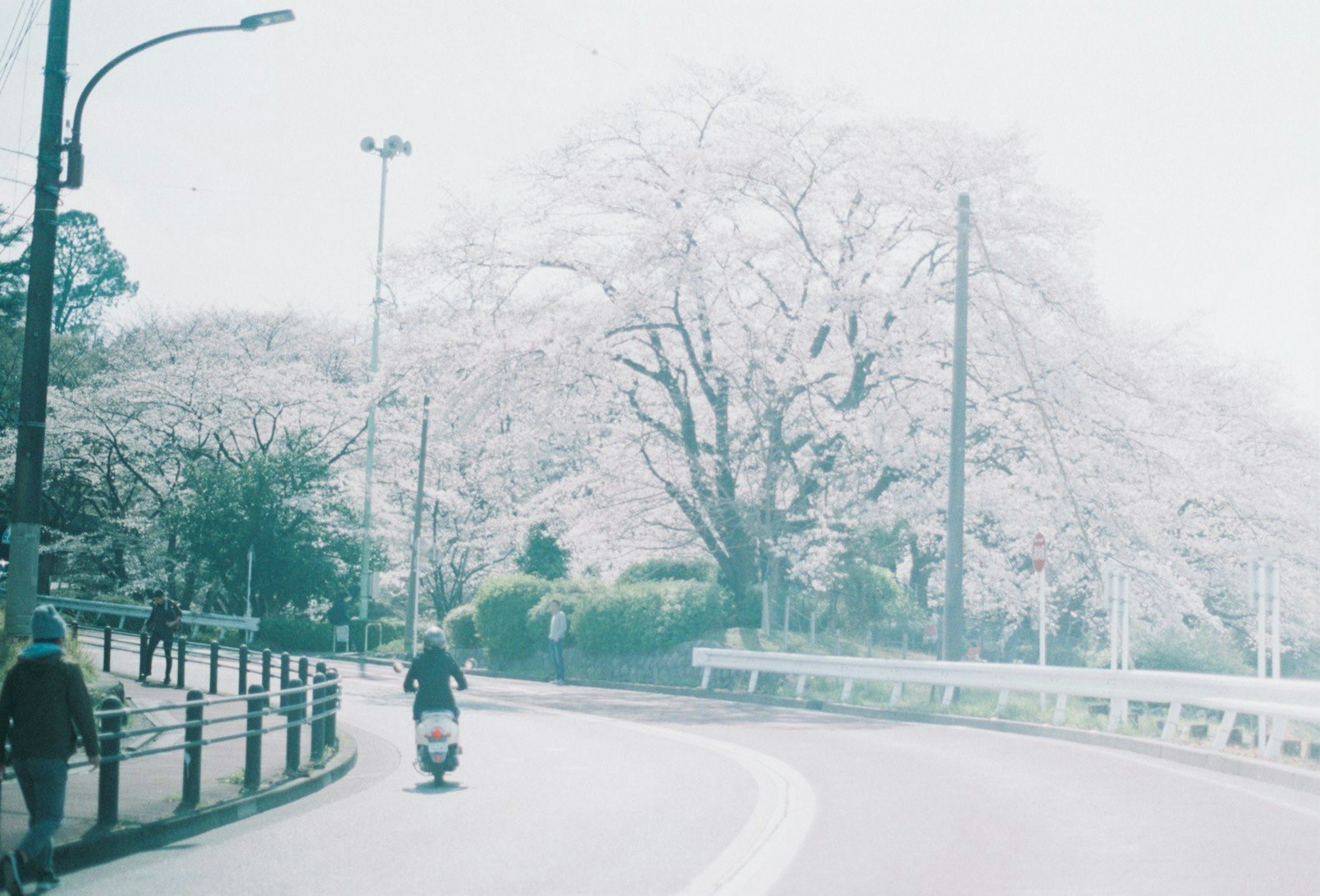 桜の木が咲いている道路の風景