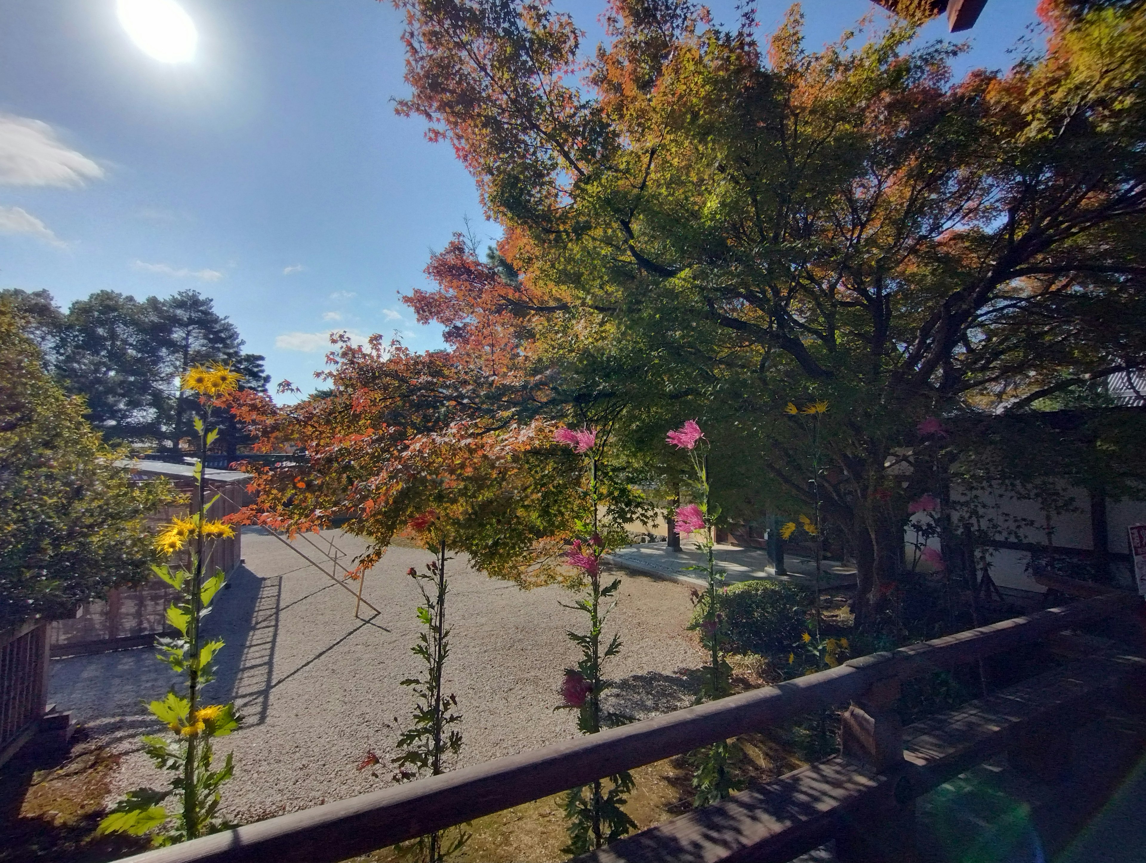 Autumn scenery with colorful trees and blooming flowers in a garden