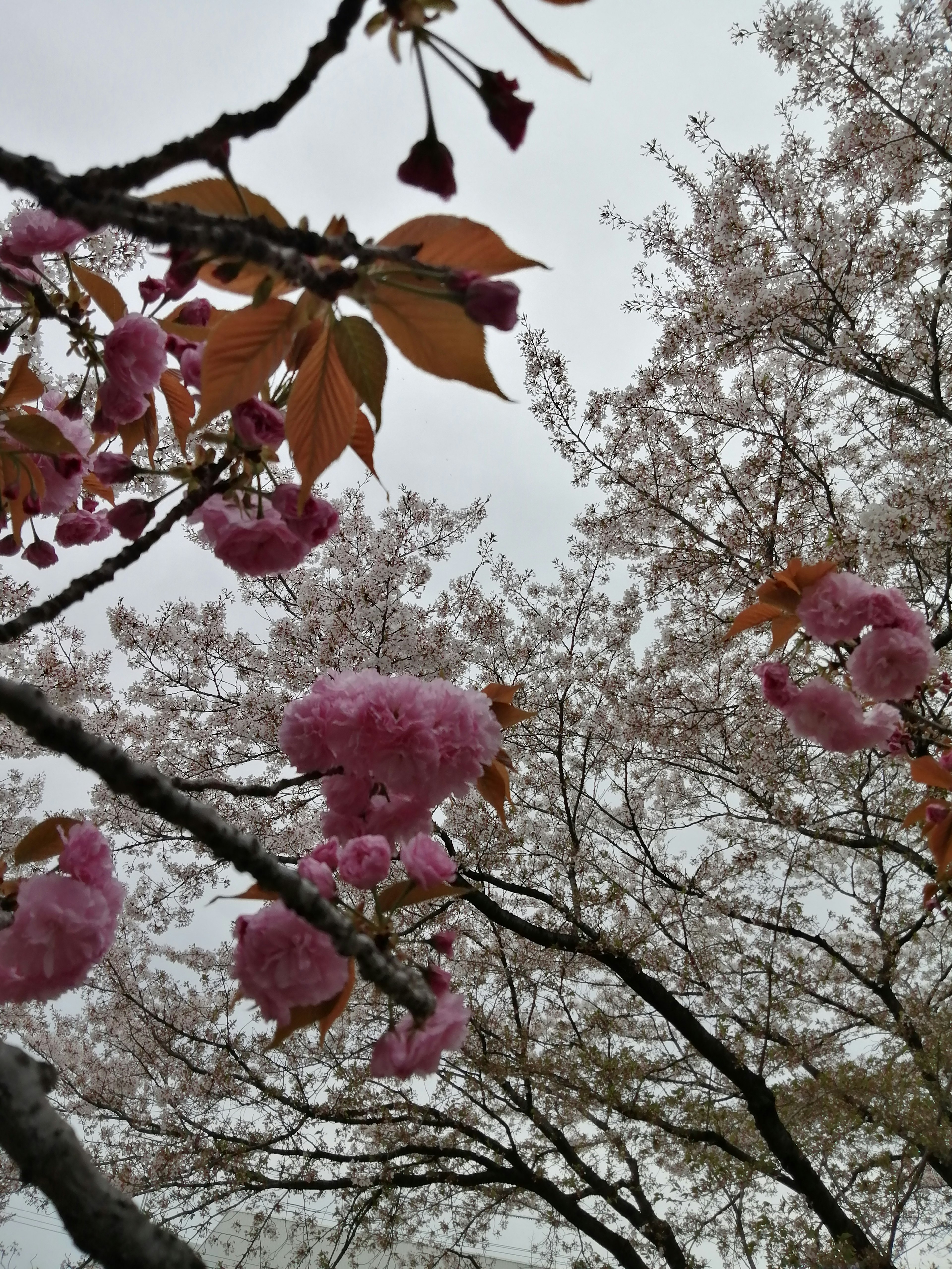 Close-up of cherry blossom branches with pink flowers and brown leaves against a cloudy sky