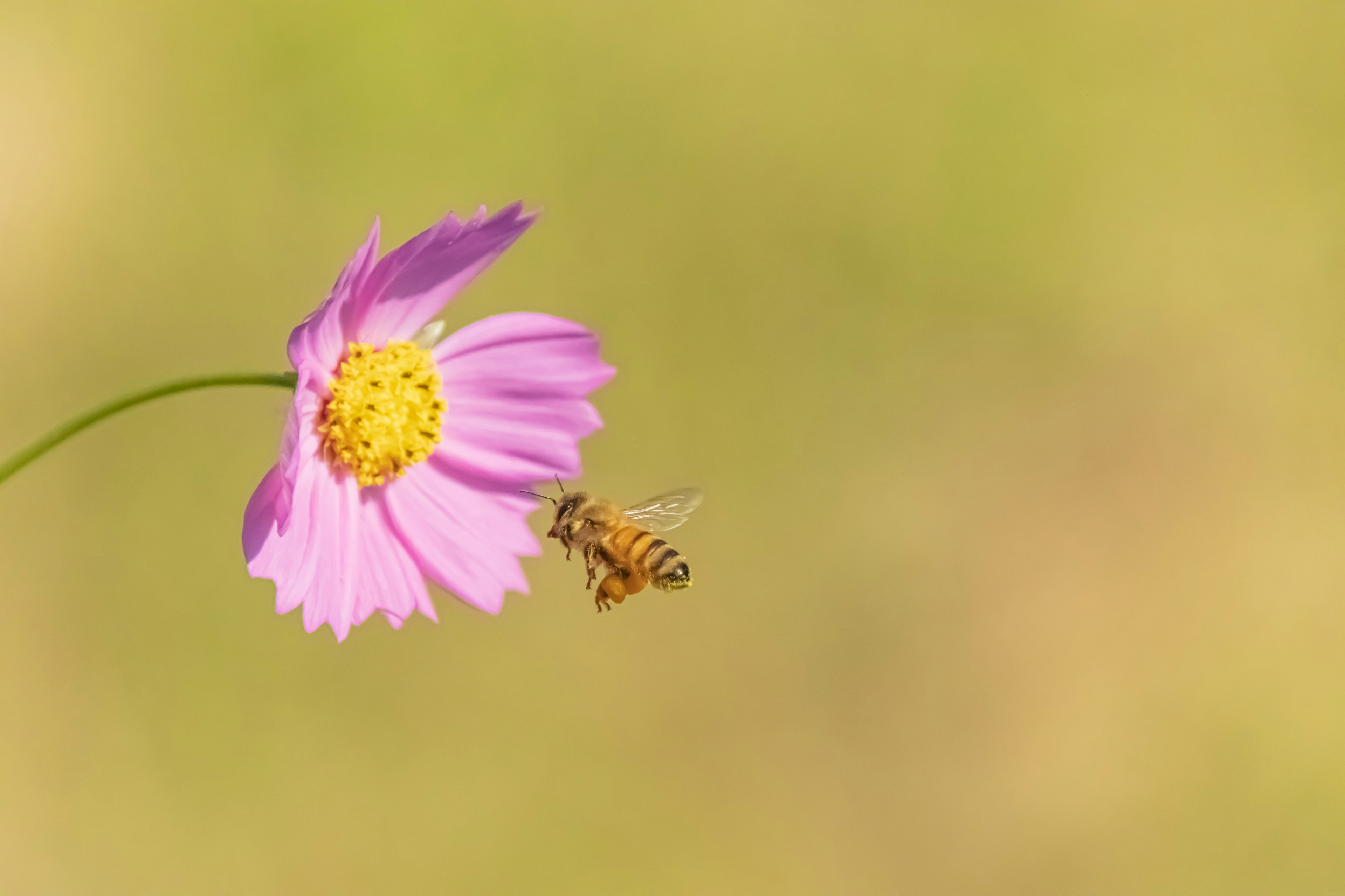 A bee approaching a pink flower with a blurred background