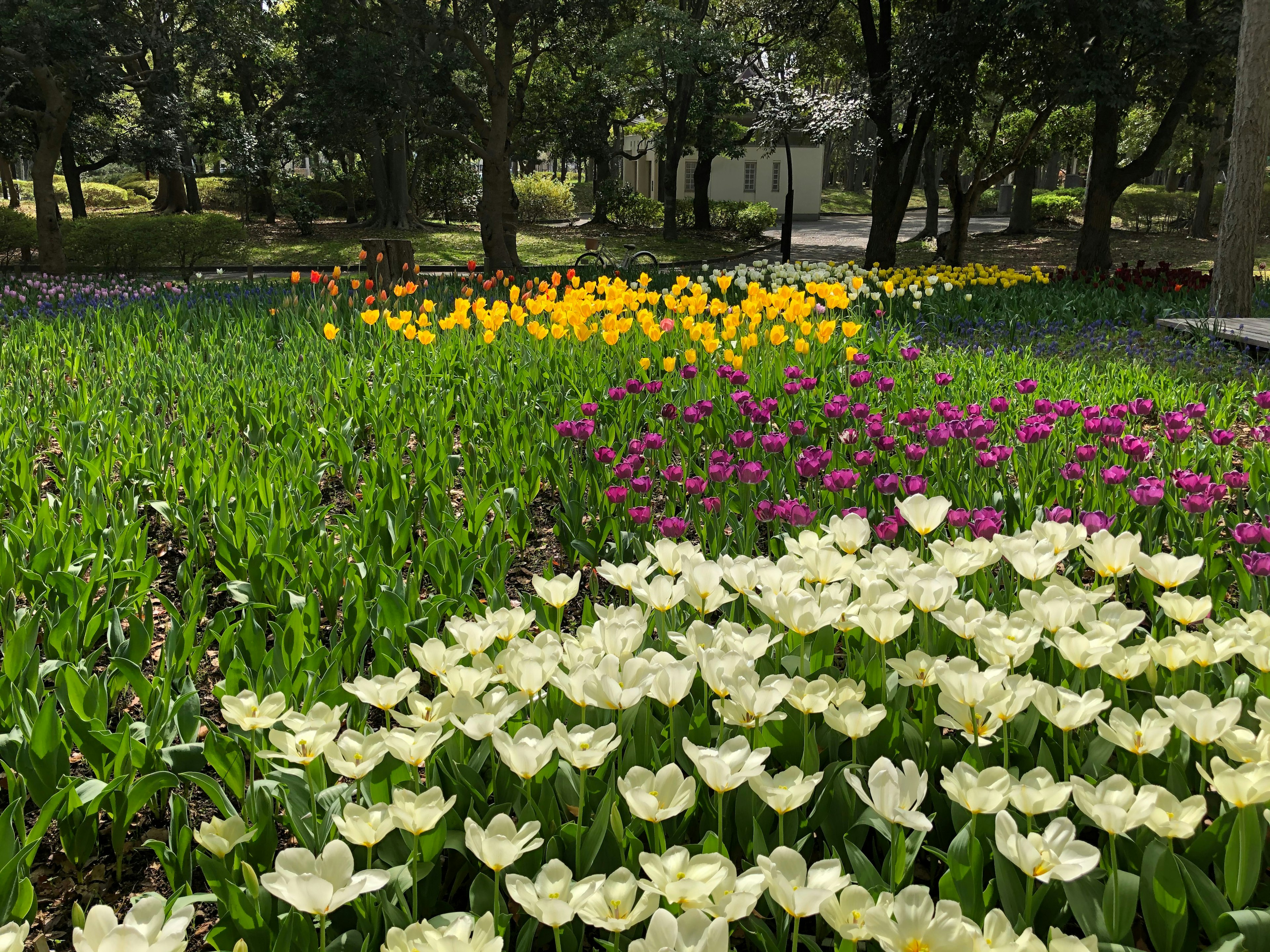 Scena vivace di un parco piena di fiori colorati tulipani bianchi e fiori gialli brillanti