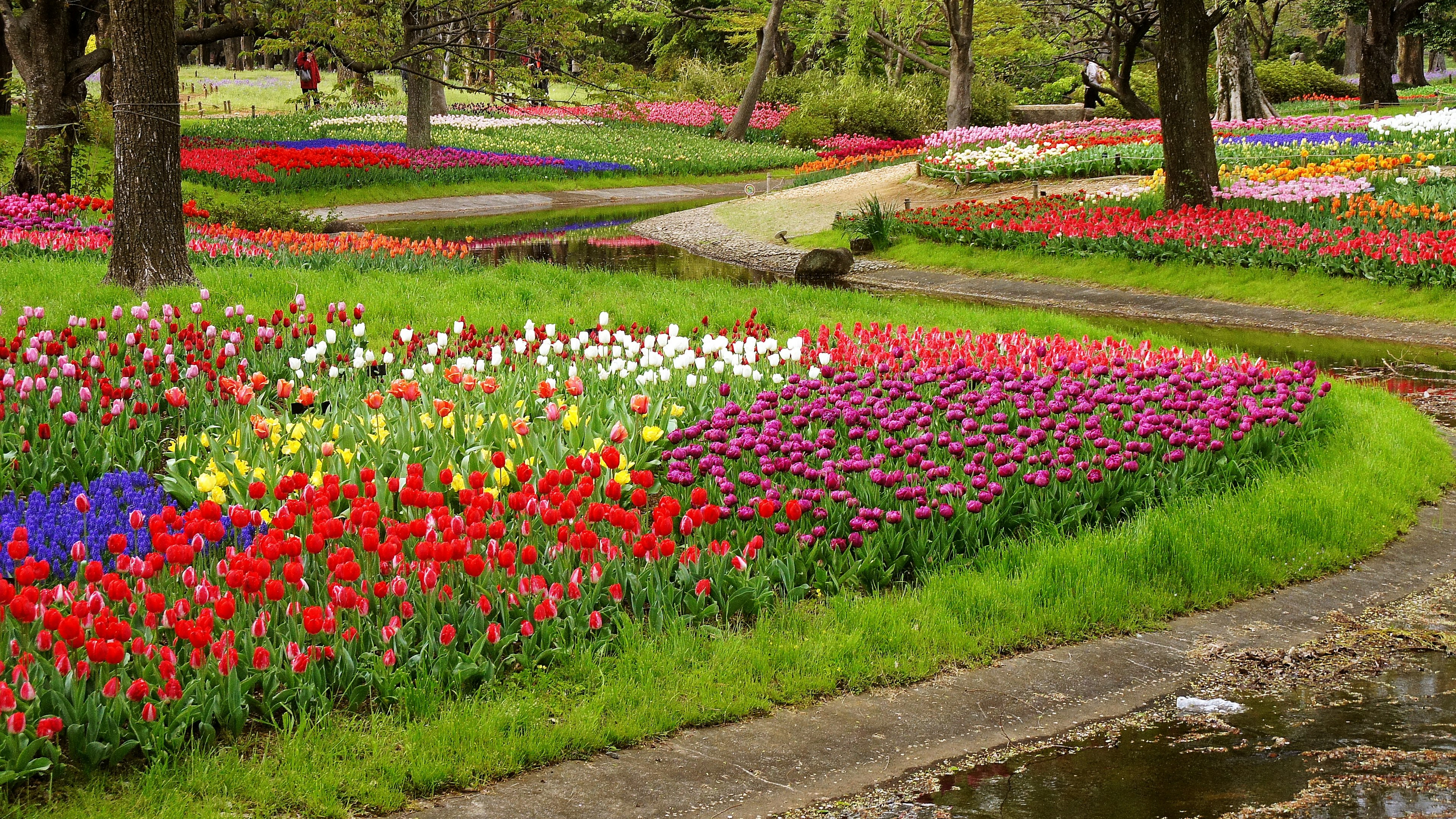 Paisaje de jardín de flores vibrantes con coloridas flores y césped verde exuberante