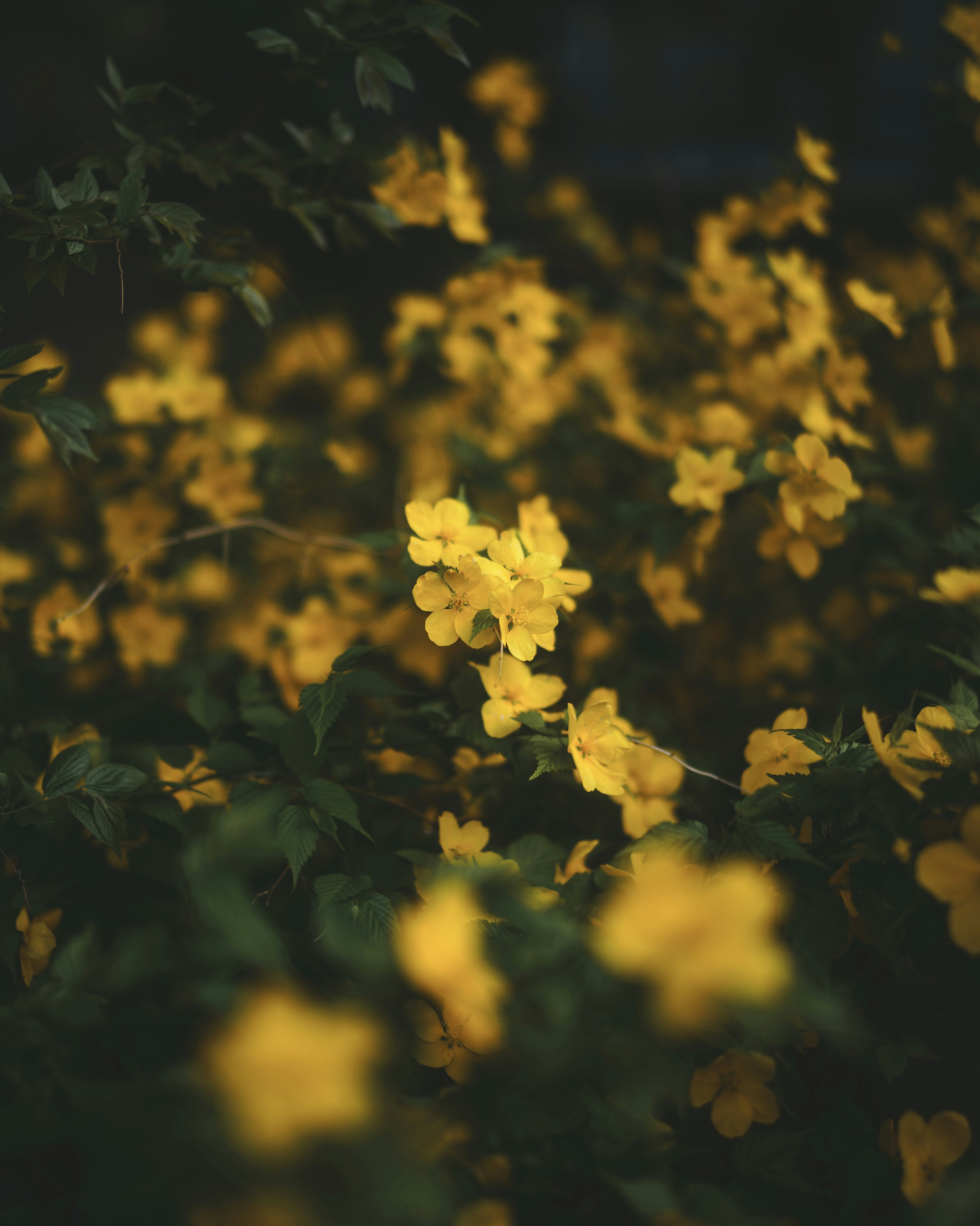 鮮やかな黄色の花が咲いている緑の背景の画像