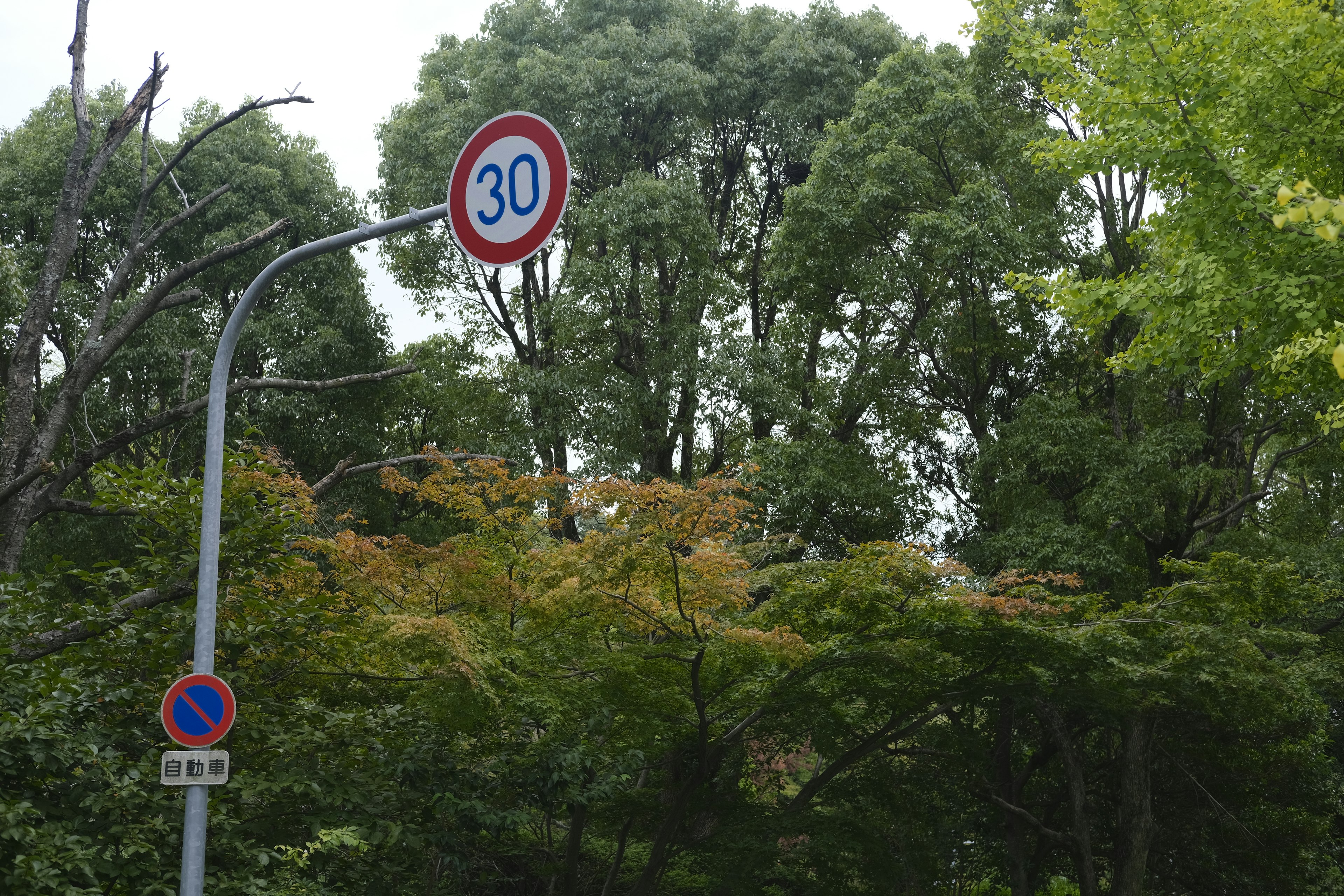 Speed limit sign for 30 kilometers with surrounding lush trees