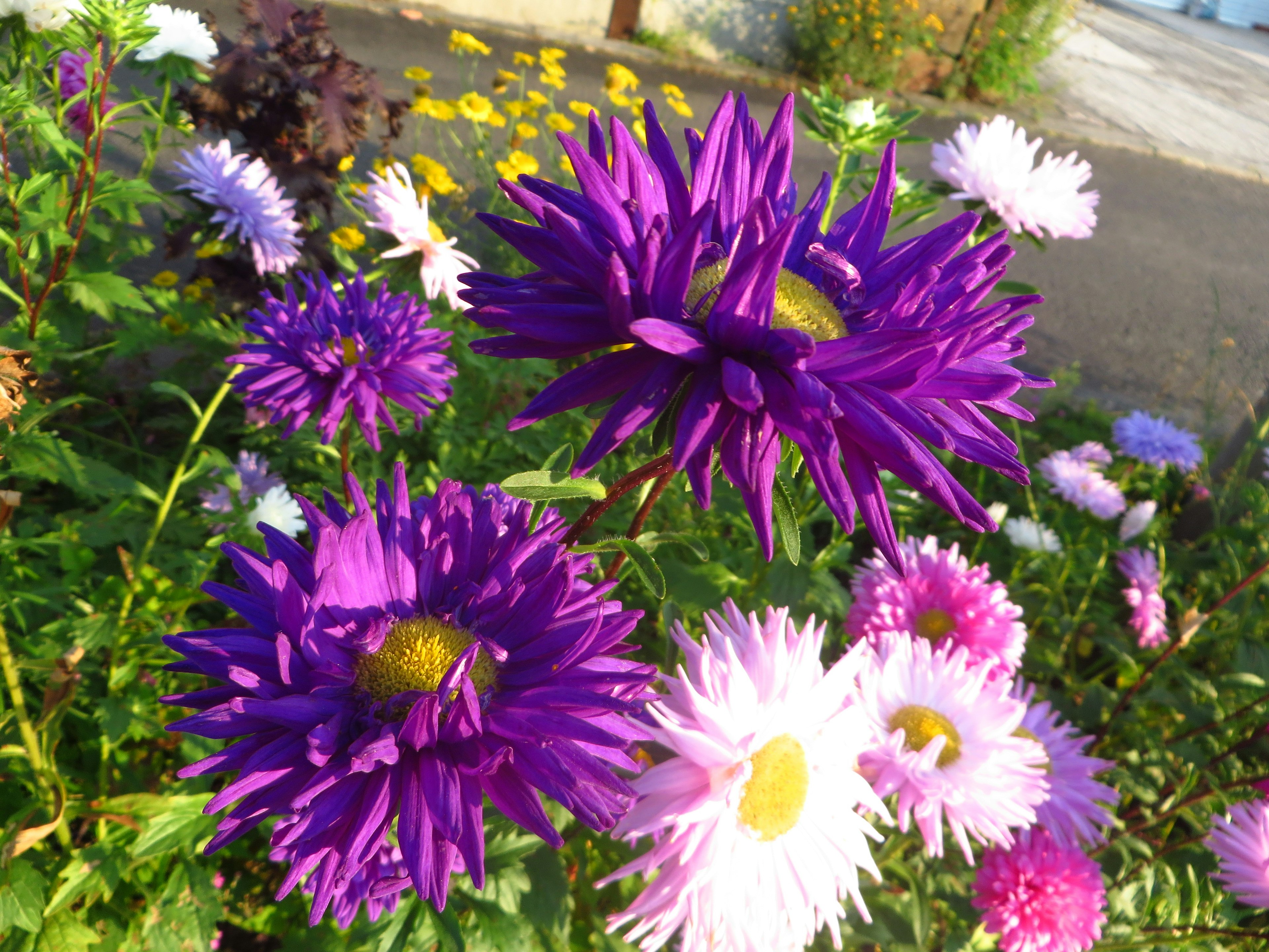 Vibrant purple and white flowers blooming in a garden scene