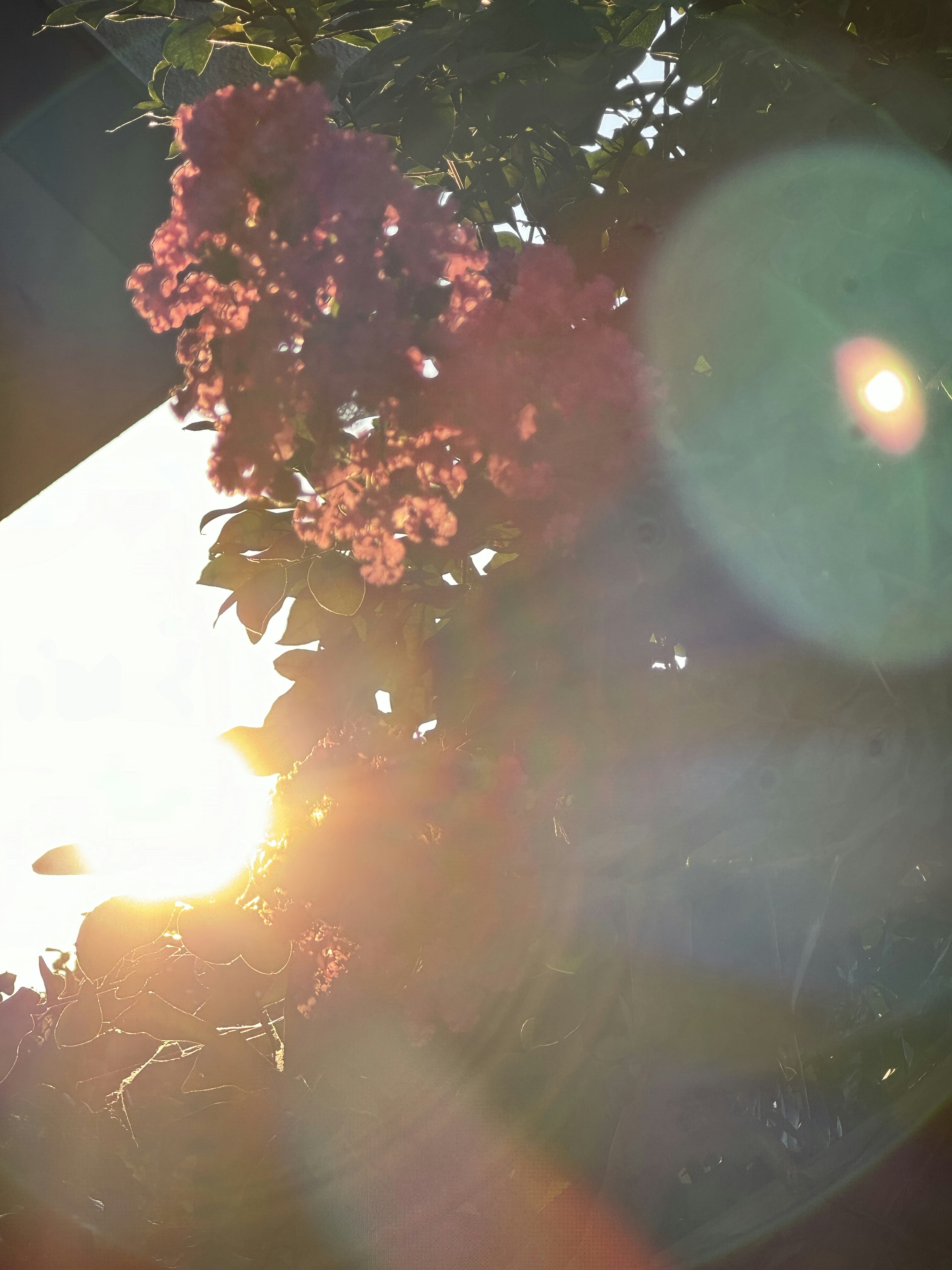 Fleurs vibrantes contre un fond de coucher de soleil avec des reflets de lumière