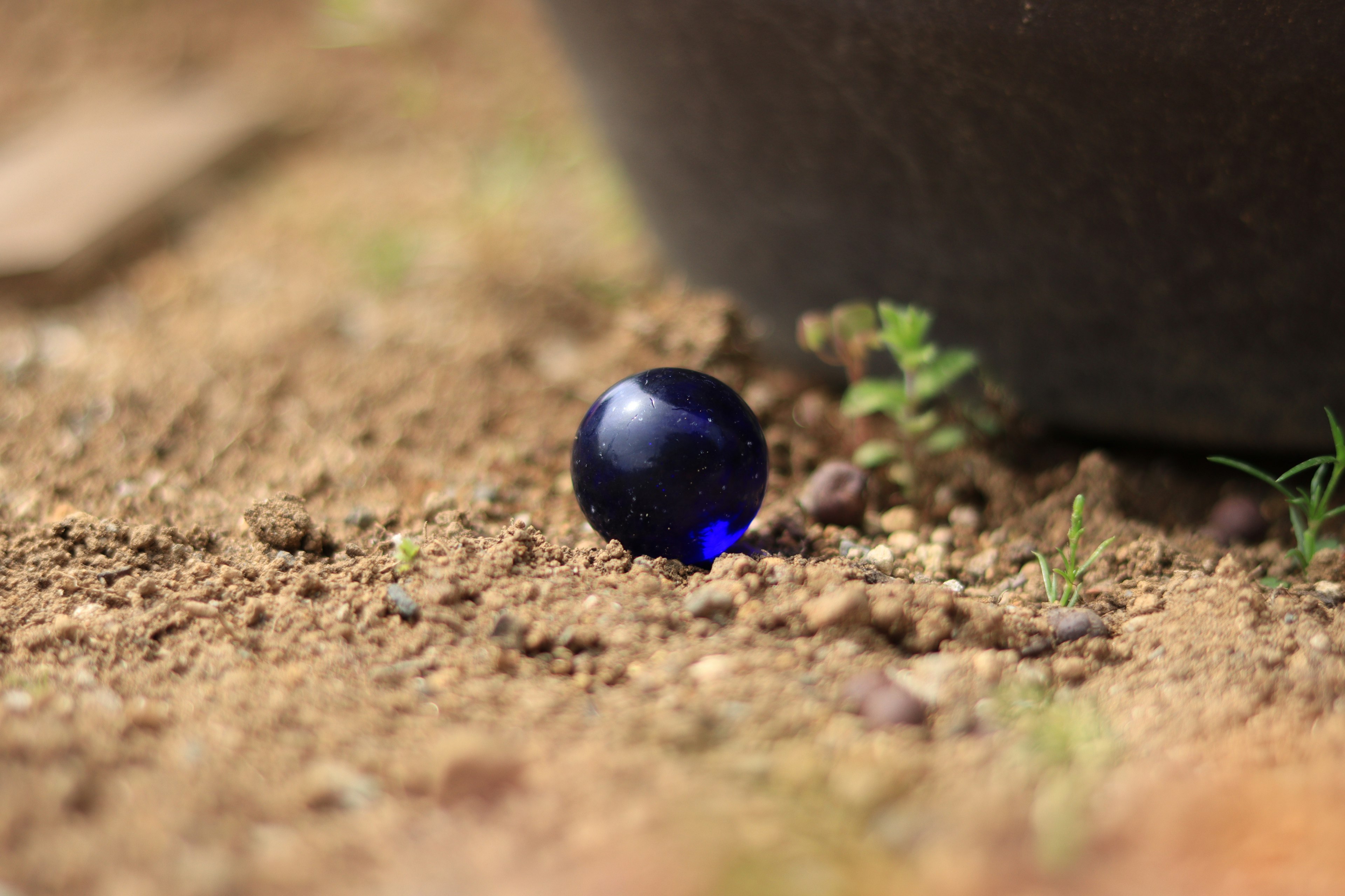 A blue glass marble resting on the soil with green plants nearby