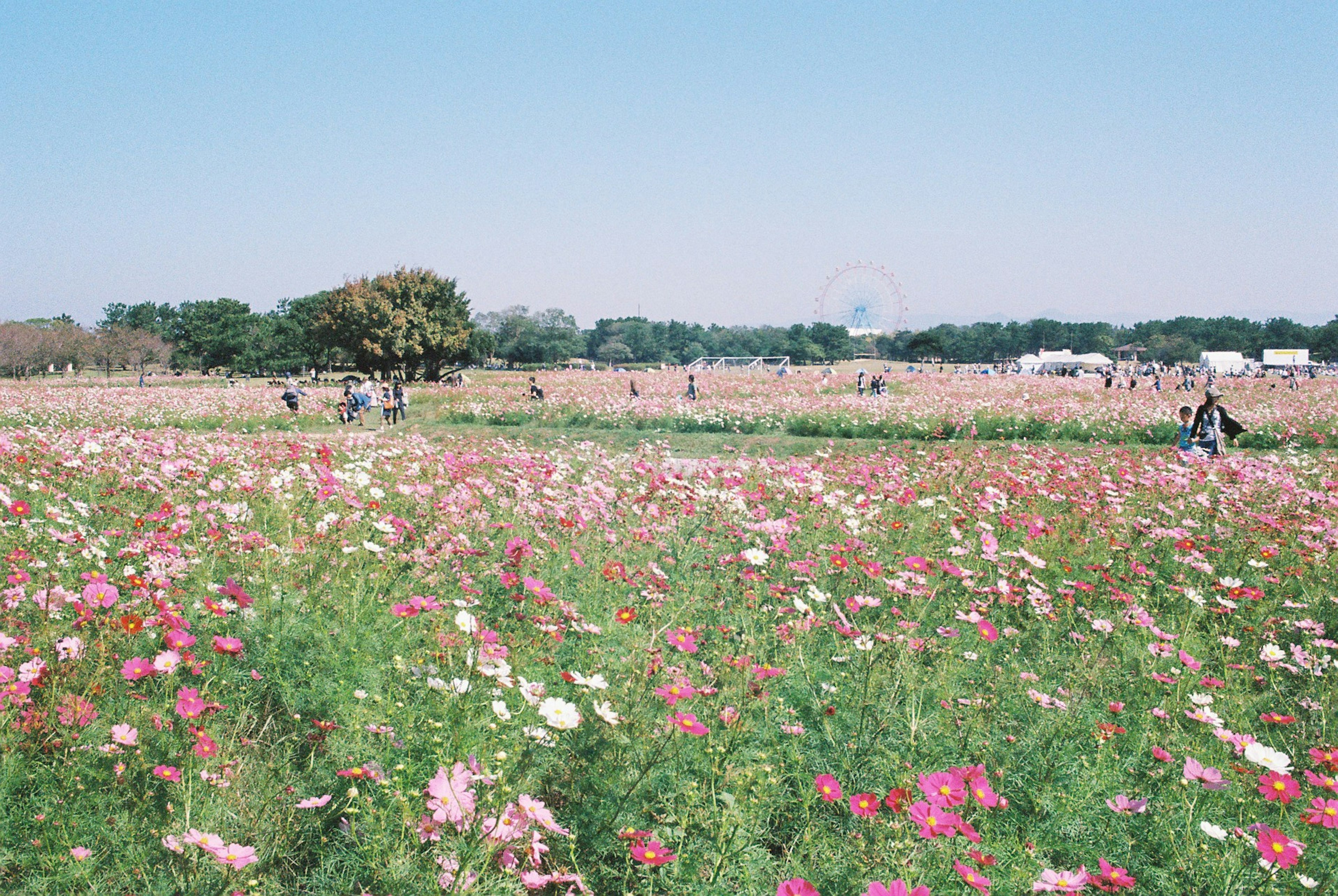 色とりどりの花が咲く広大な花畑に人々が散策している風景