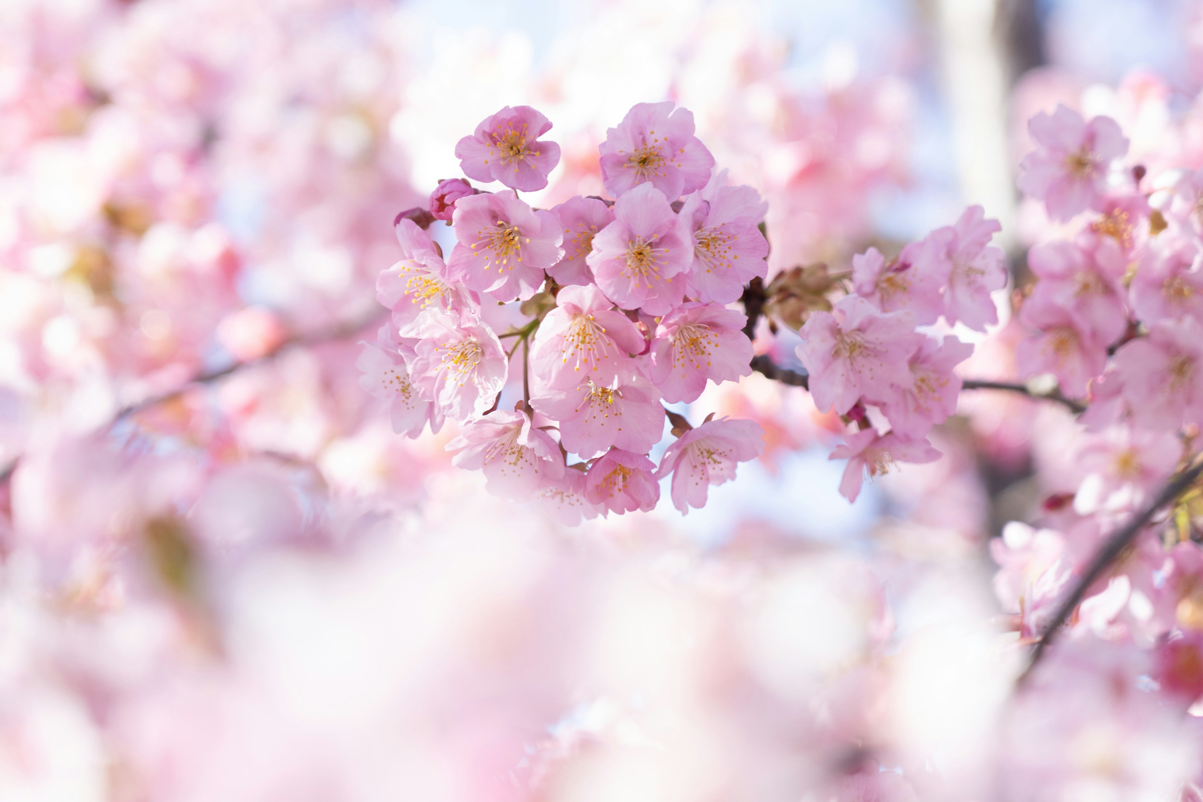 Gros plan sur des branches de cerisier en fleurs