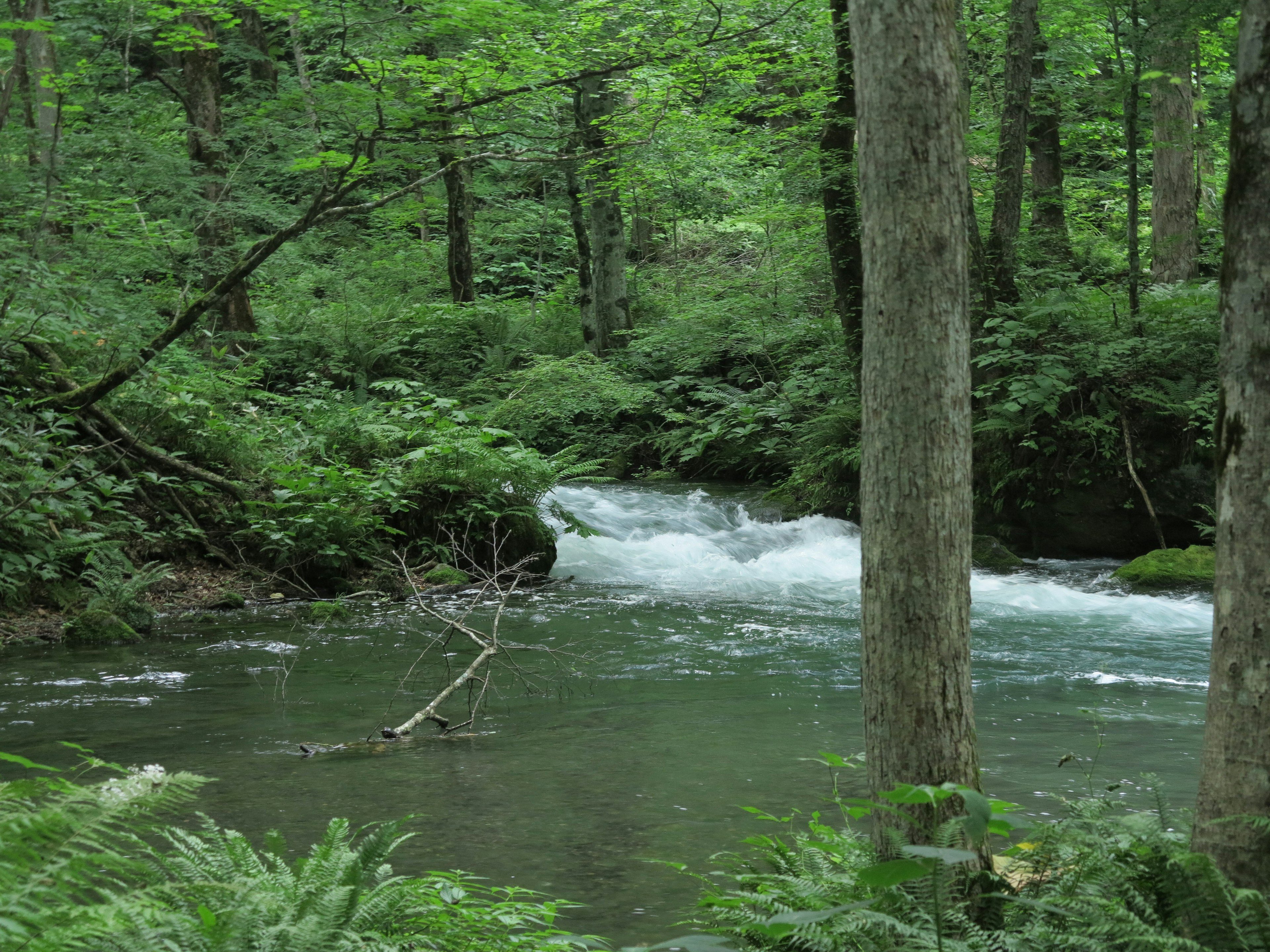 Ein ruhiger Fluss, der durch üppiges grünes Laub und Bäume fließt