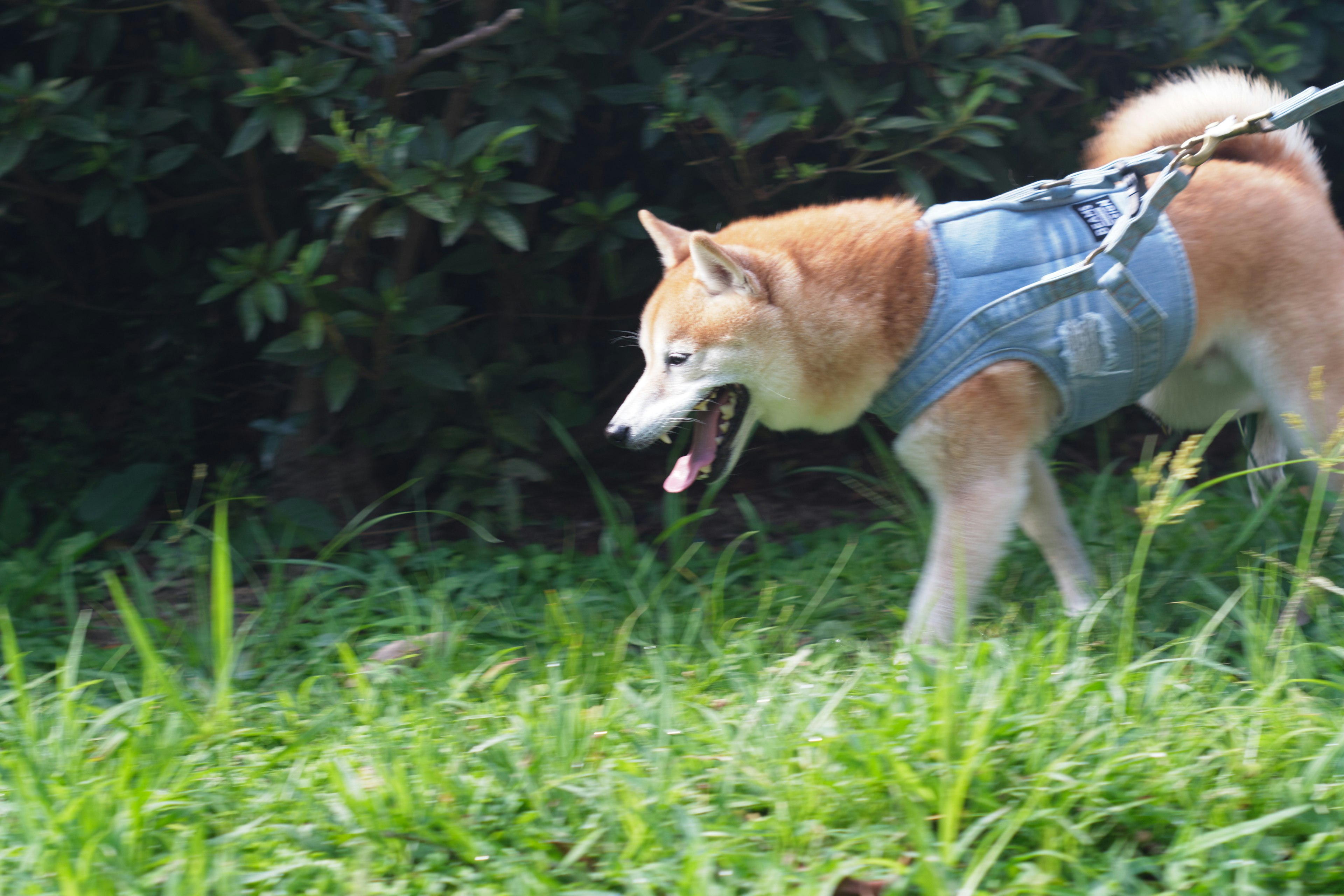 Shiba Inu walking through grass wearing a harness