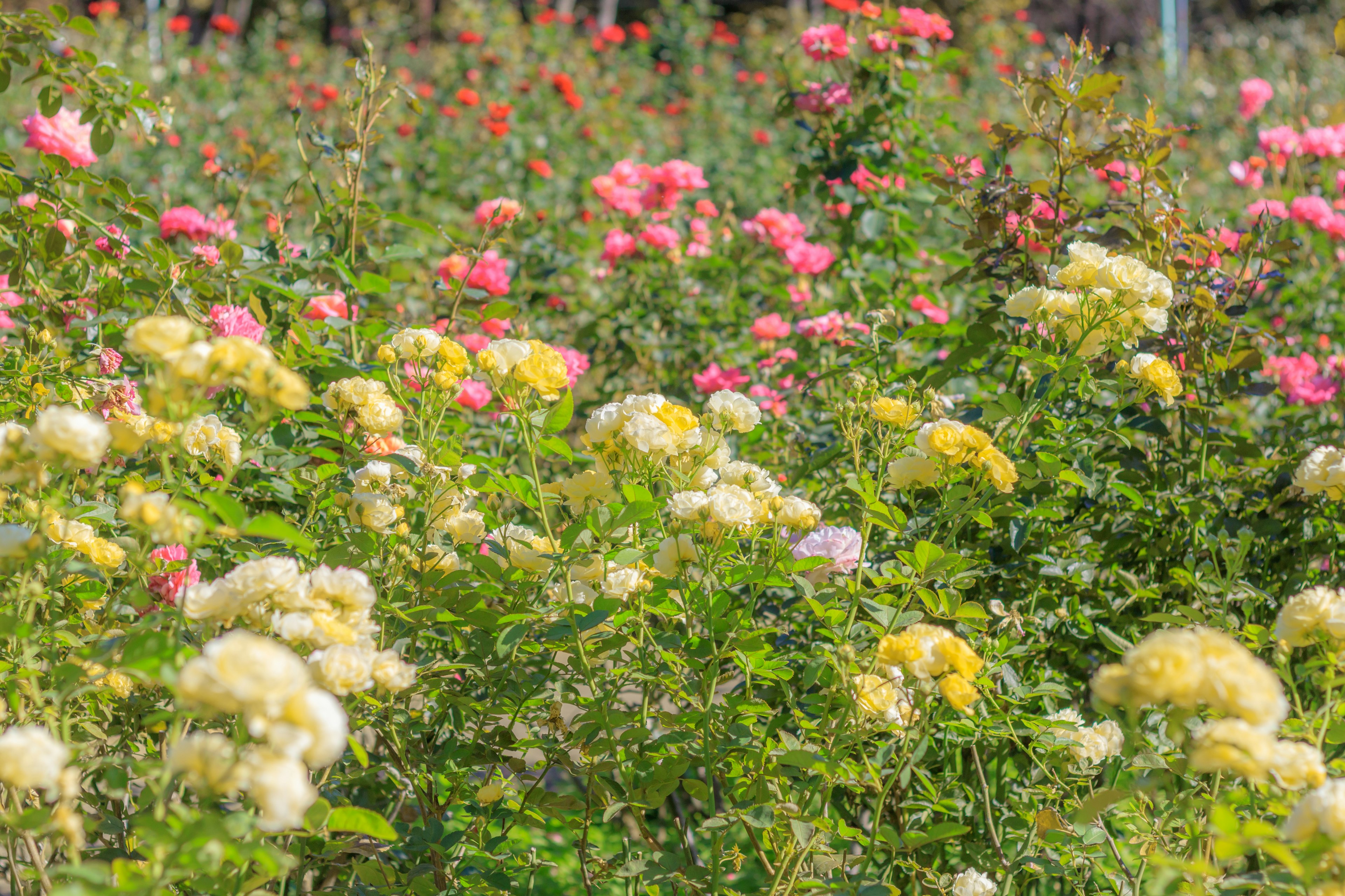 Roses colorées en fleurs dans un jardin vibrant