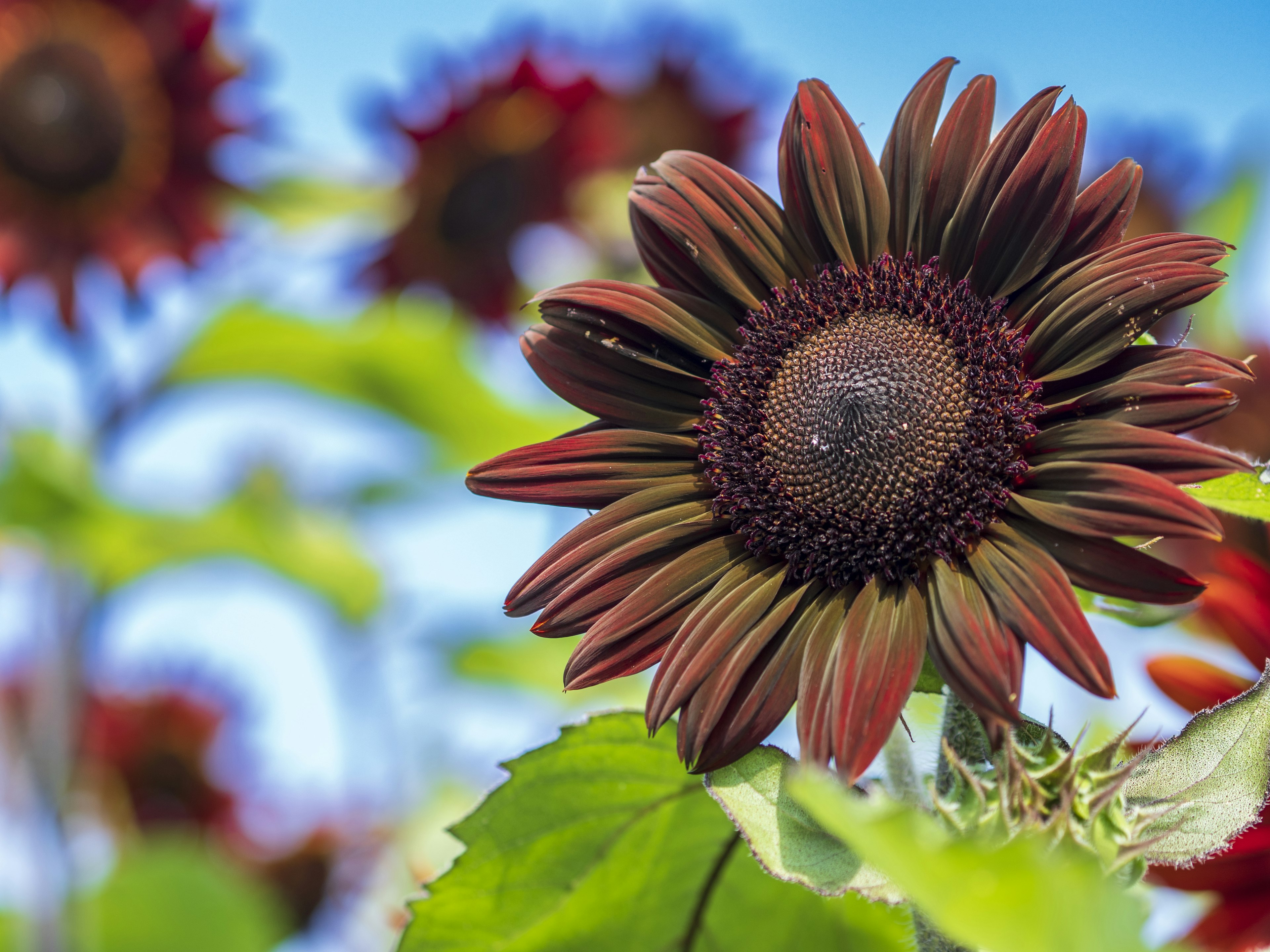 Vibrante Sonnenblume blüht unter blauem Himmel