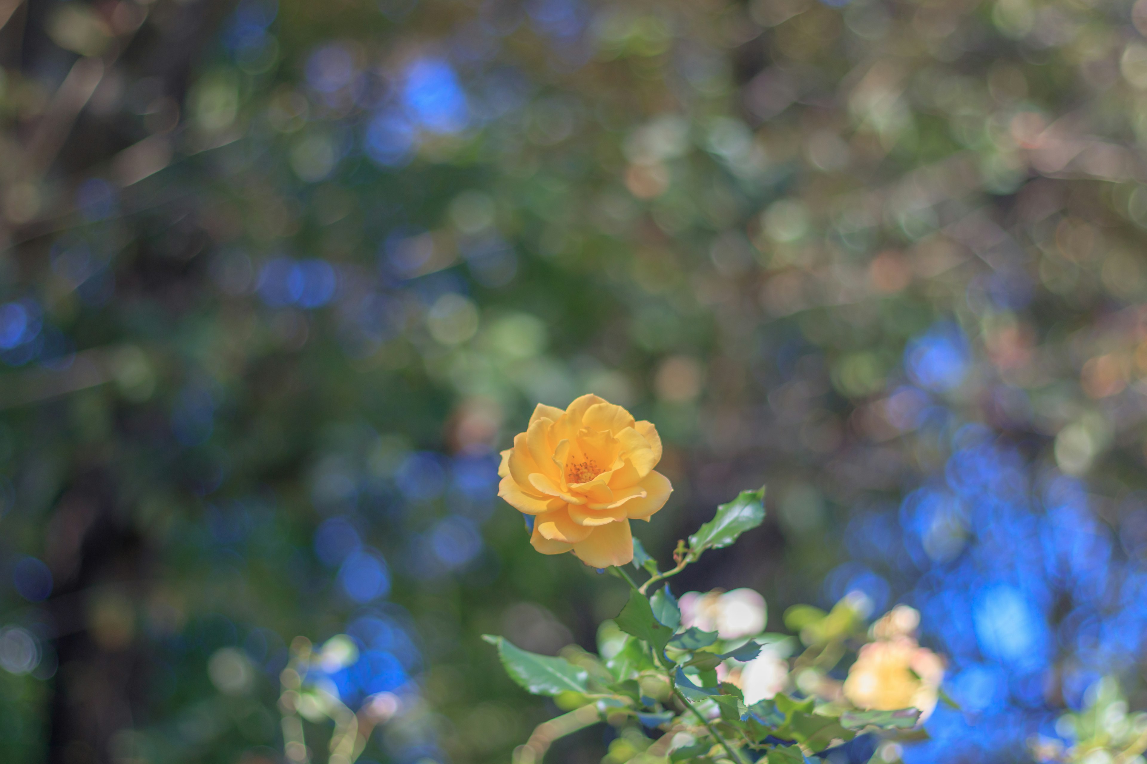 A vibrant yellow rose stands out against a blurred blue background