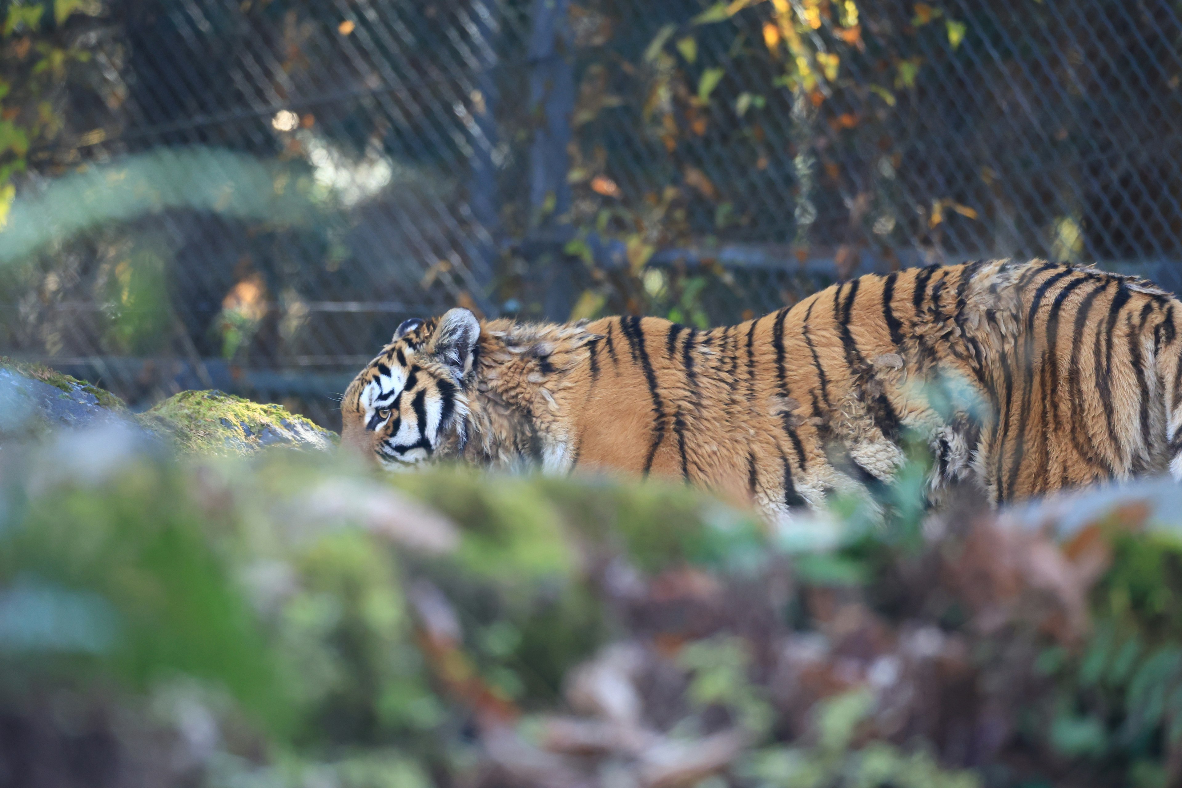 Ein Tiger mit orangefarbenen und schwarzen Streifen, der durch den Wald geht