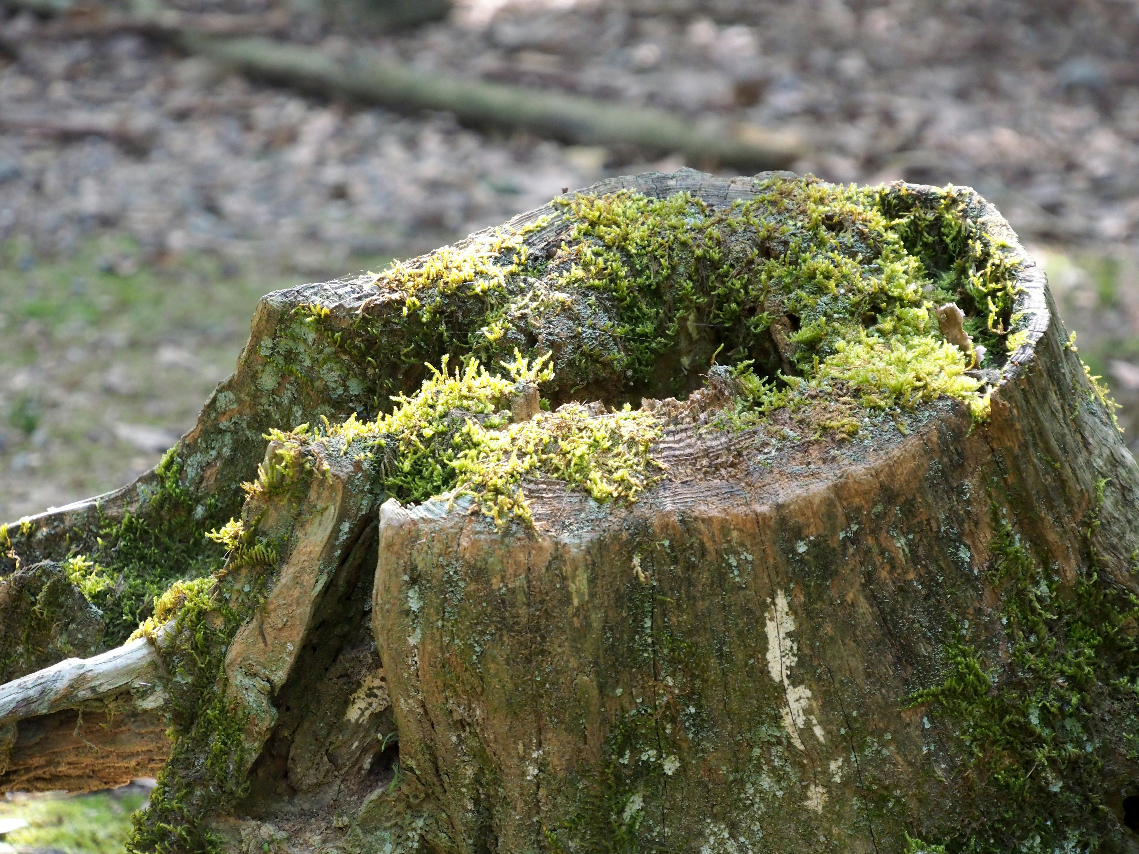 木の切り株に生えた苔の詳細