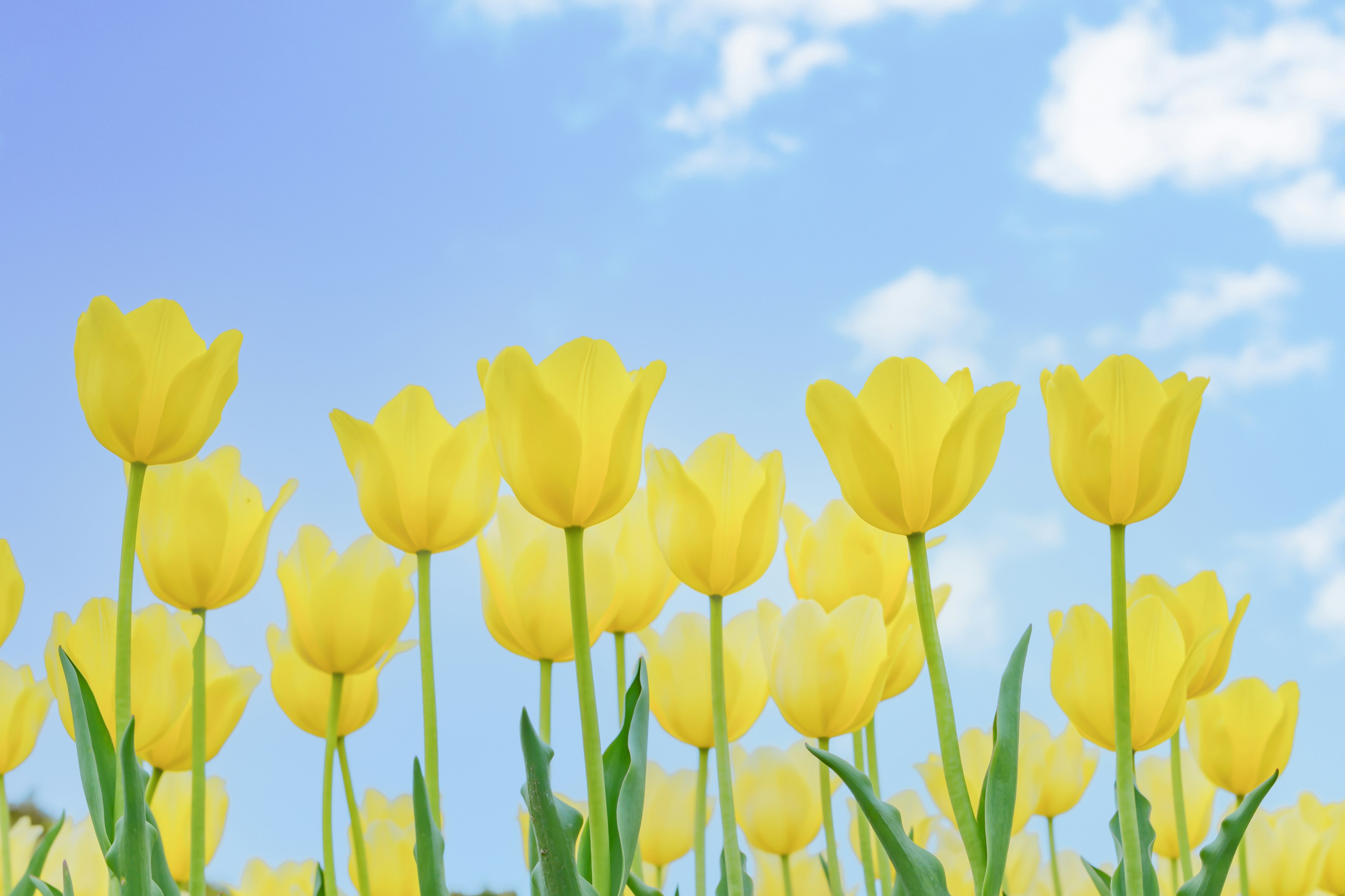 A field of yellow tulips blooming under a blue sky