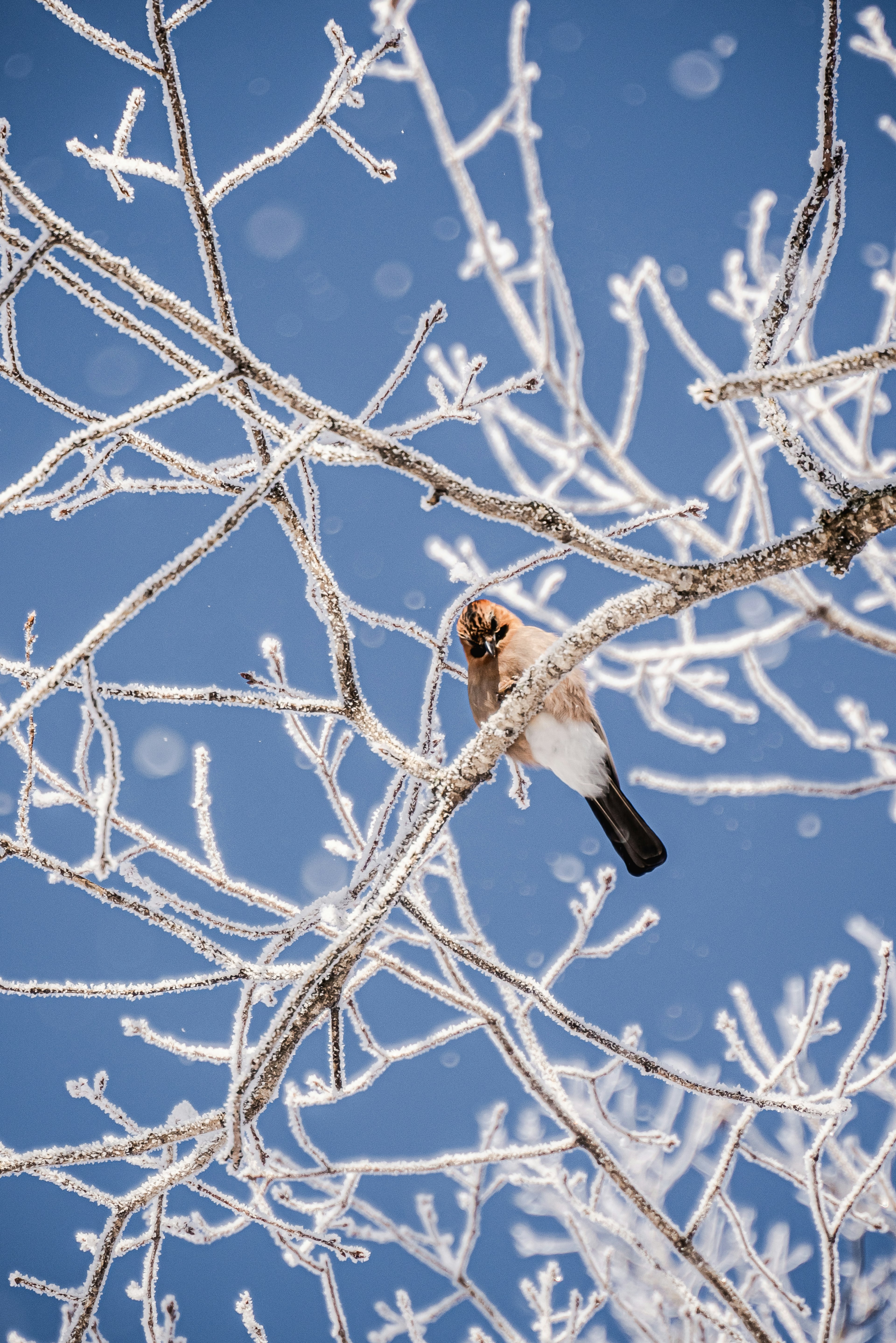 Un pájaro posado en ramas cubiertas de escarcha contra un cielo azul