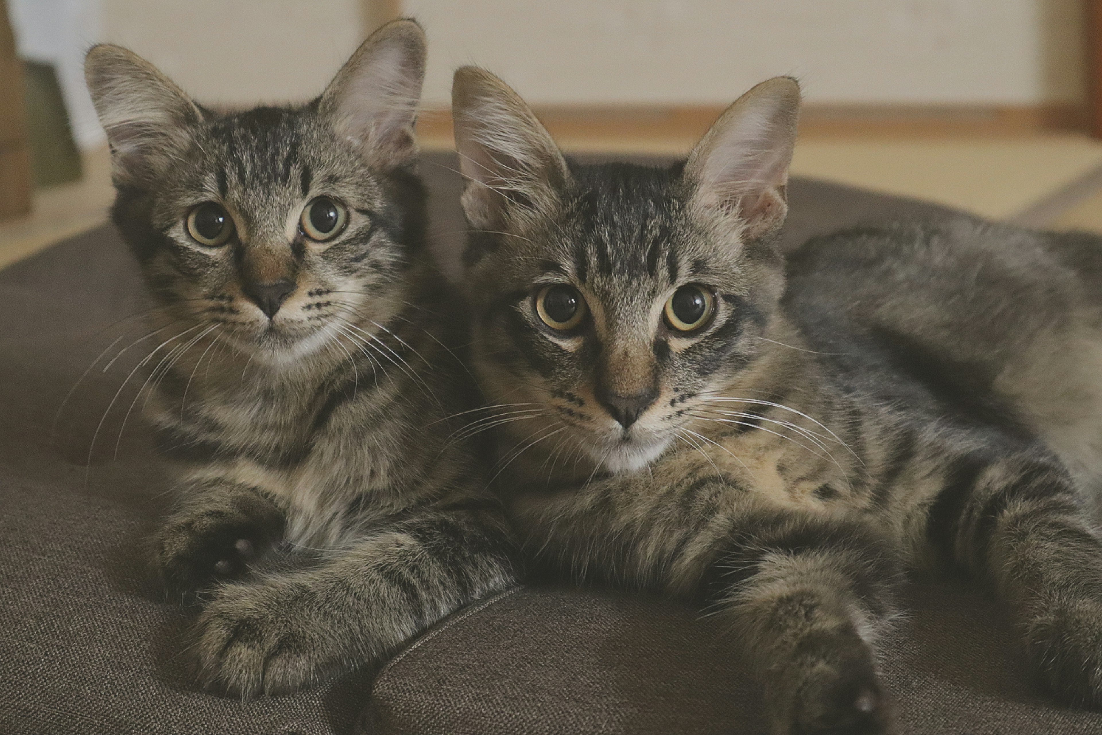 Two adorable kittens lying side by side on a cushion